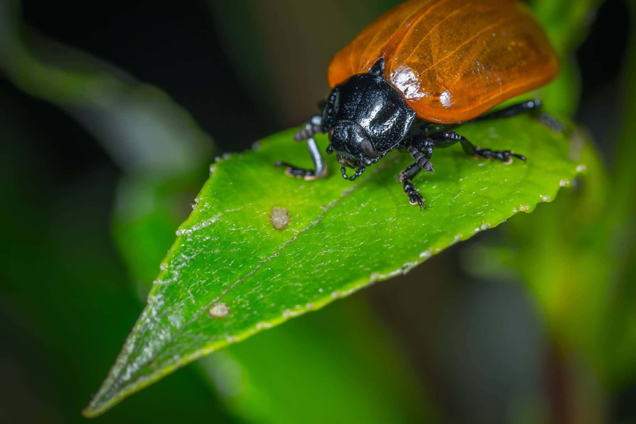 June Bug, black and orange beetle, vibrant green leaf, Full HD Desktop Wallpaper