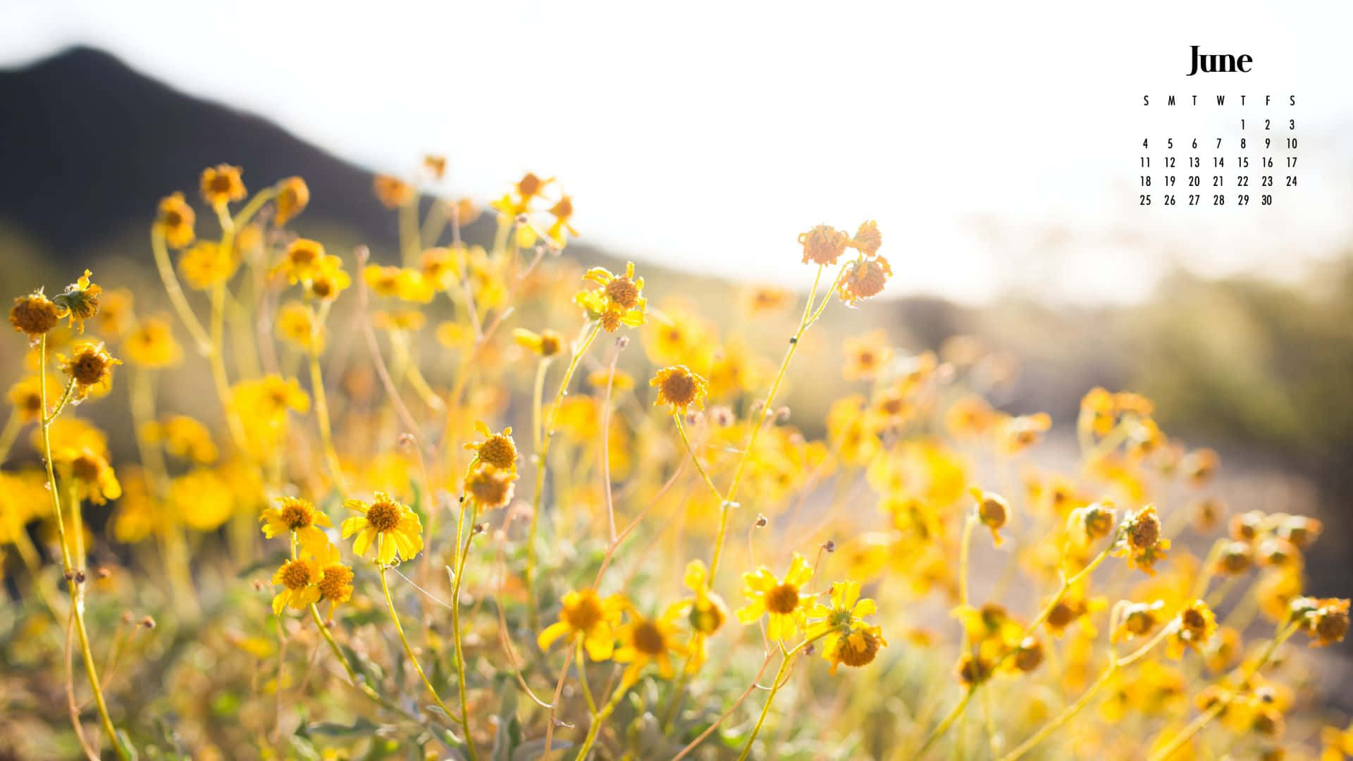 June, summer flowers, calendar, Full HD Desktop Wallpaper