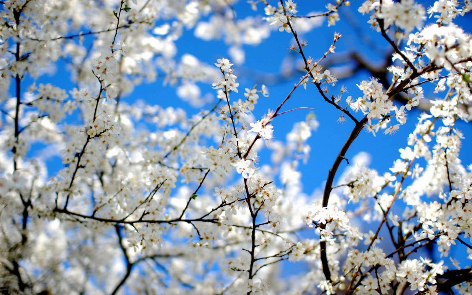 white blossoms, dark branches, vivid blue sky, HD Desktop Wallpaper