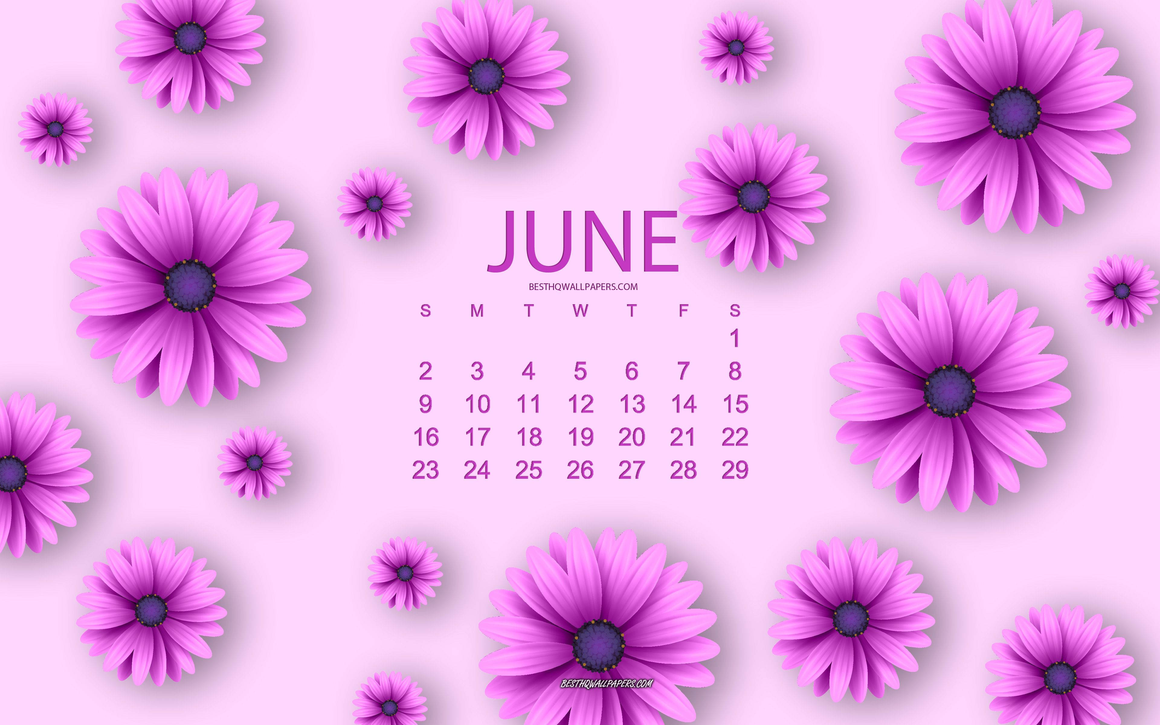 June, purple daisies, lavender fields, 4K Desktop Wallpaper