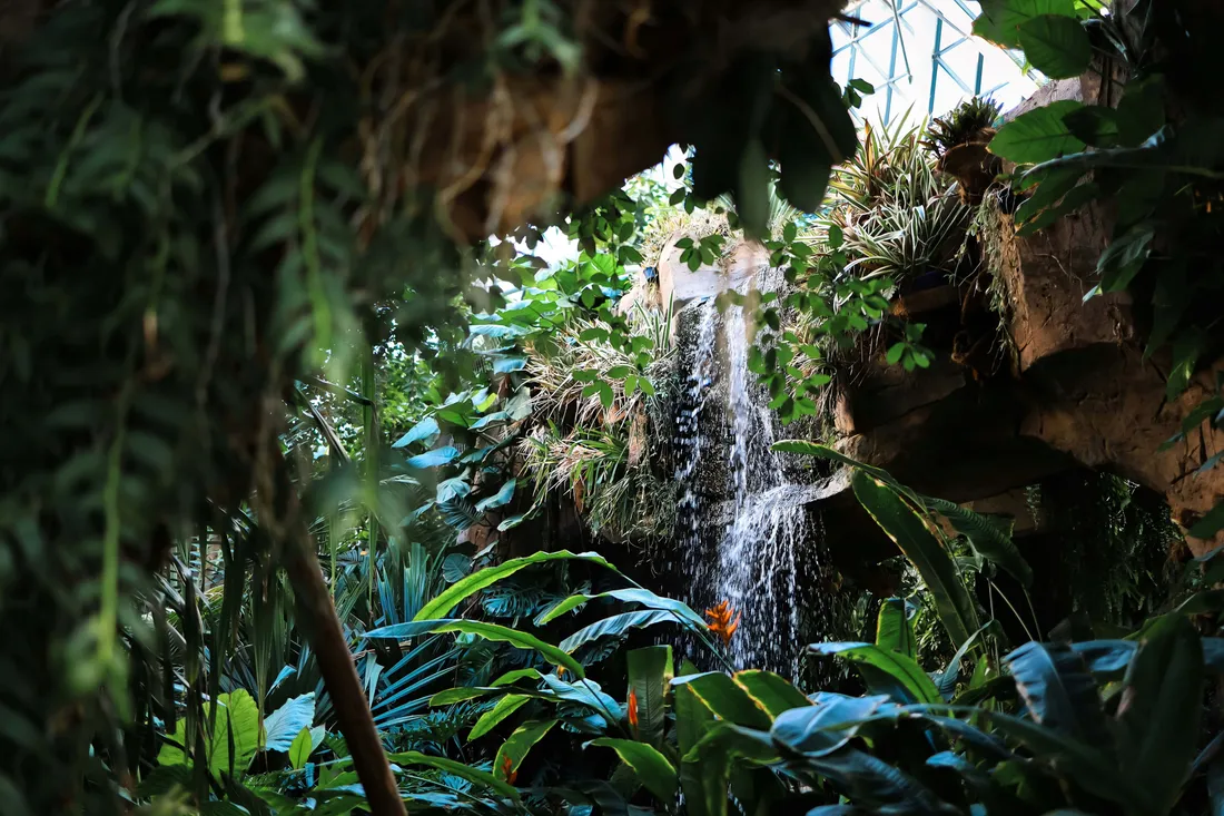 Jungle Aesthetic