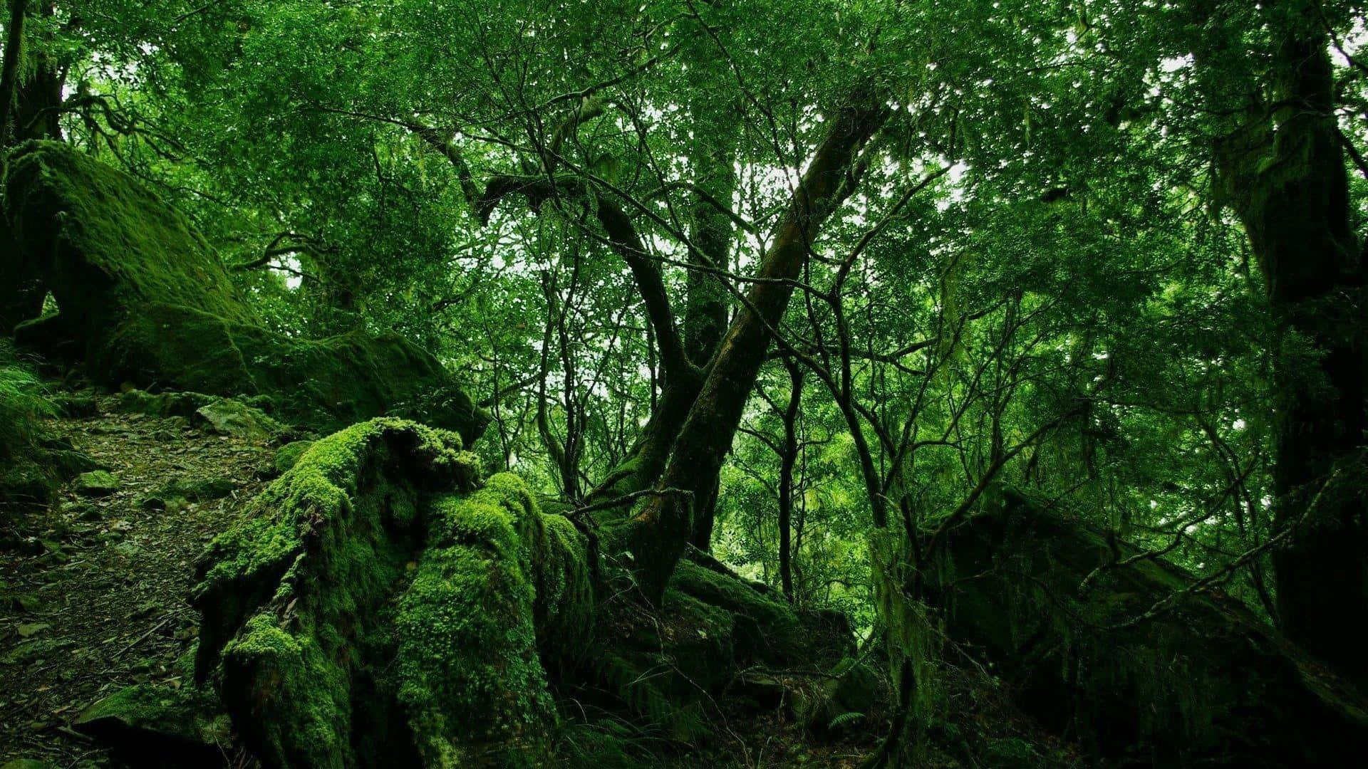 jungle, moss-covered forest, towering trees, Full HD Desktop Wallpaper