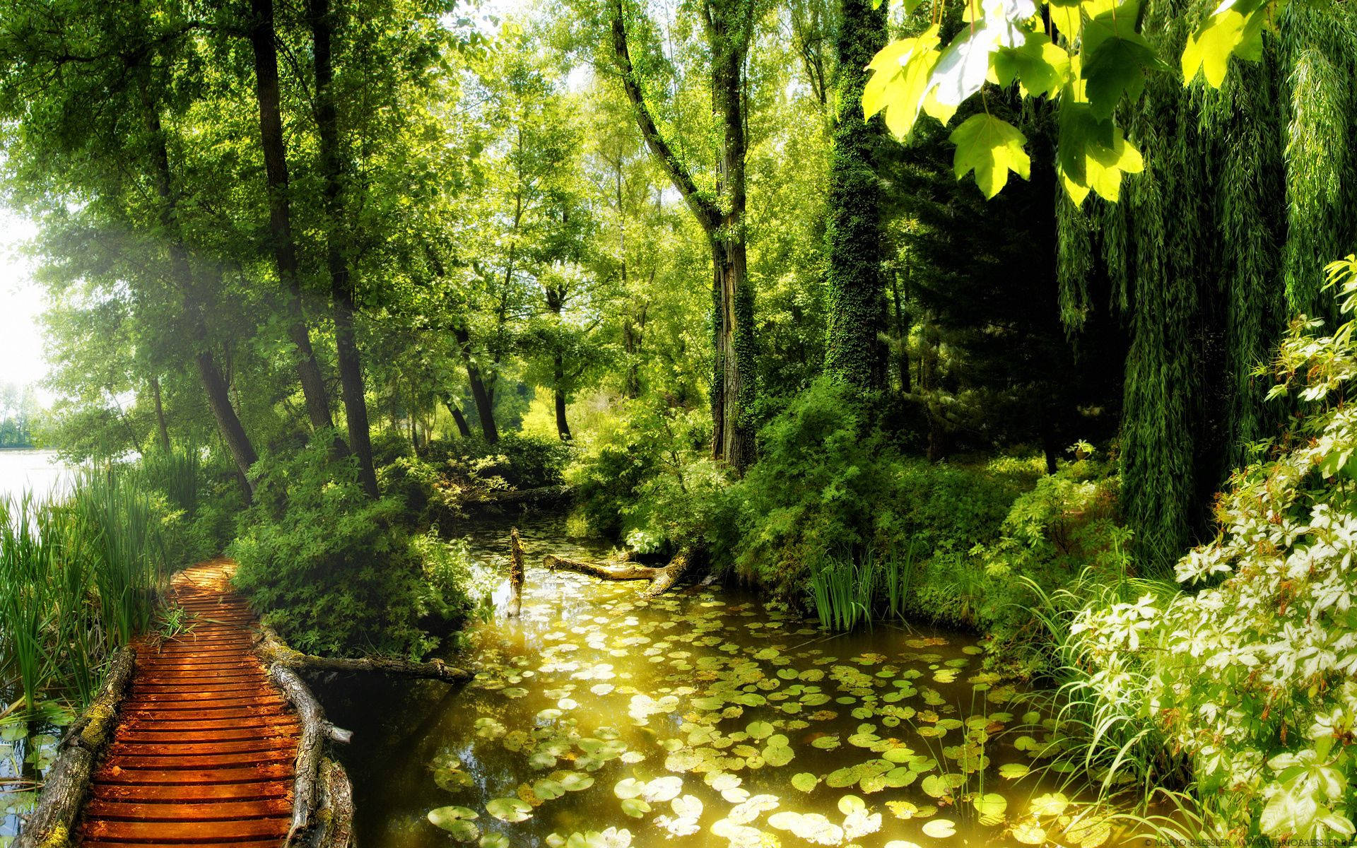 bright summer jungle forest, lush green trees, wooden boardwalk, Full HD Desktop Wallpaper