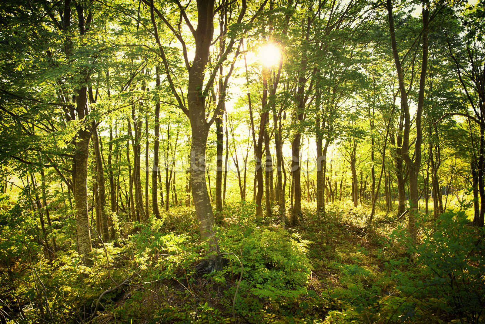 jungle enchanted woodland, lush green forest, sunlight, HD Desktop Wallpaper