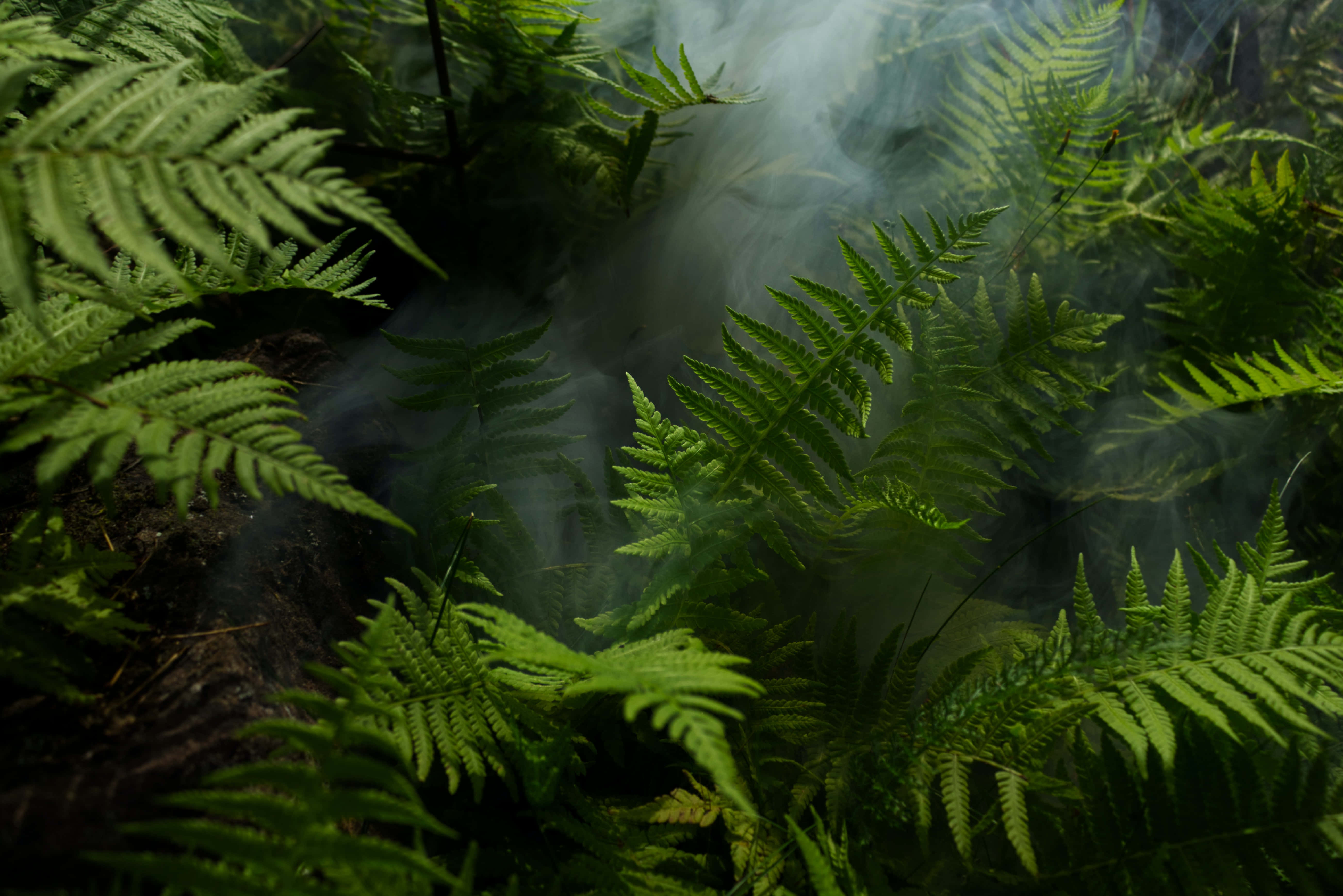 green jungle, lush green ferns, dim light, 5K Desktop Wallpaper