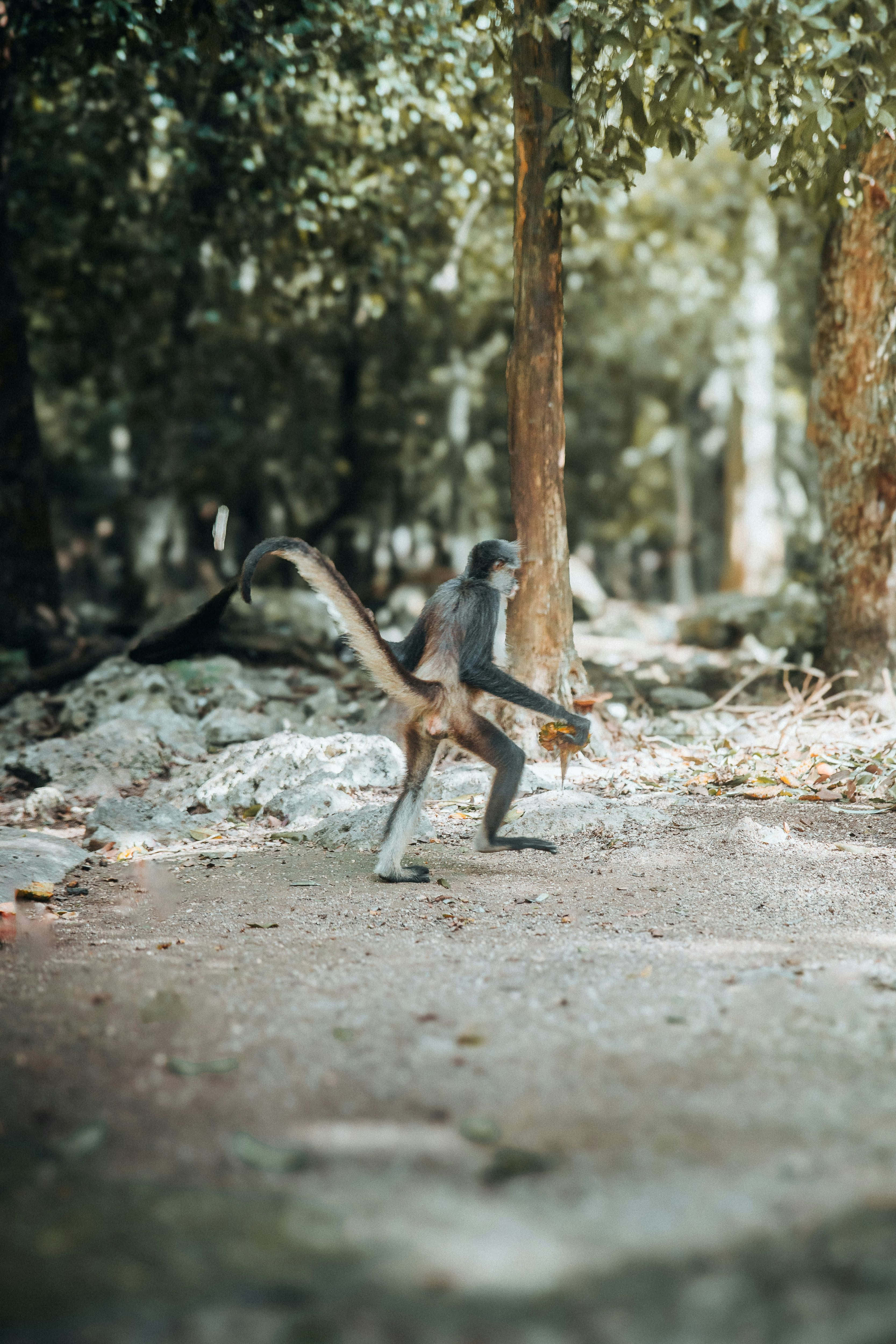 monkey, jungle, forest path, 4K Phone Wallpaper