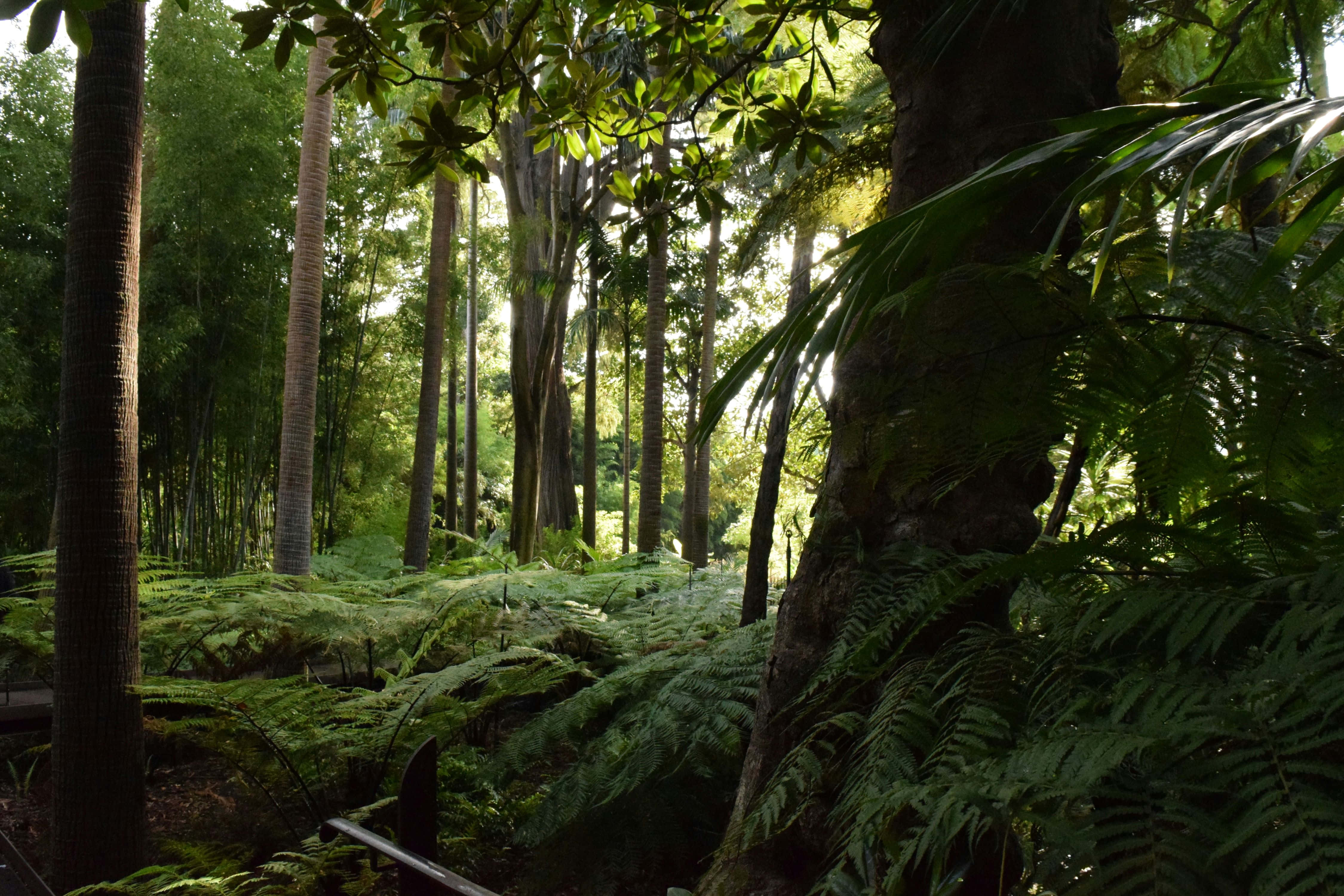 enchanted forest pathway, sunlight, tall trees, 4K Desktop Wallpaper