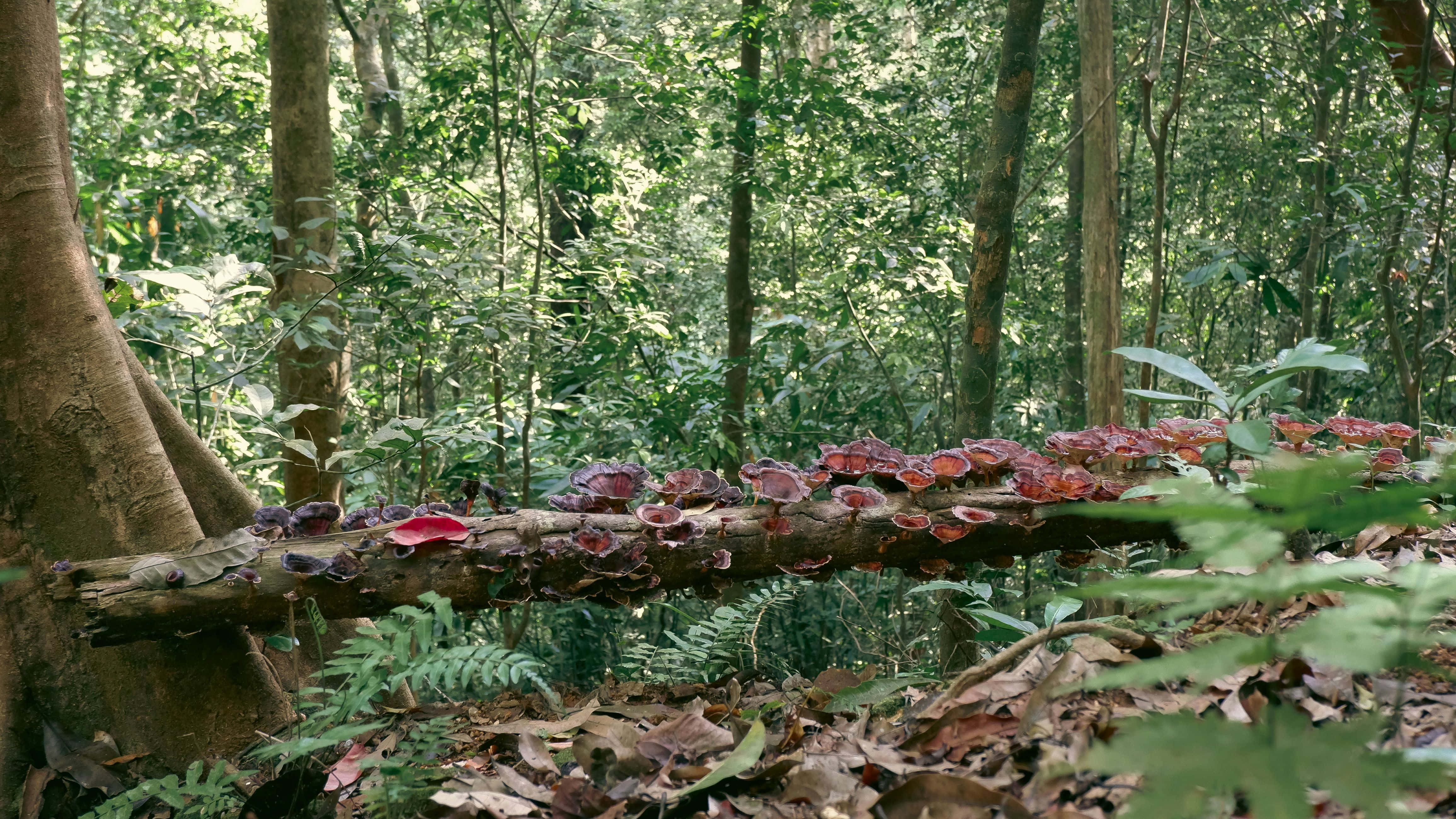 tropical forest, fungi, fallen log, 4K Desktop Wallpaper