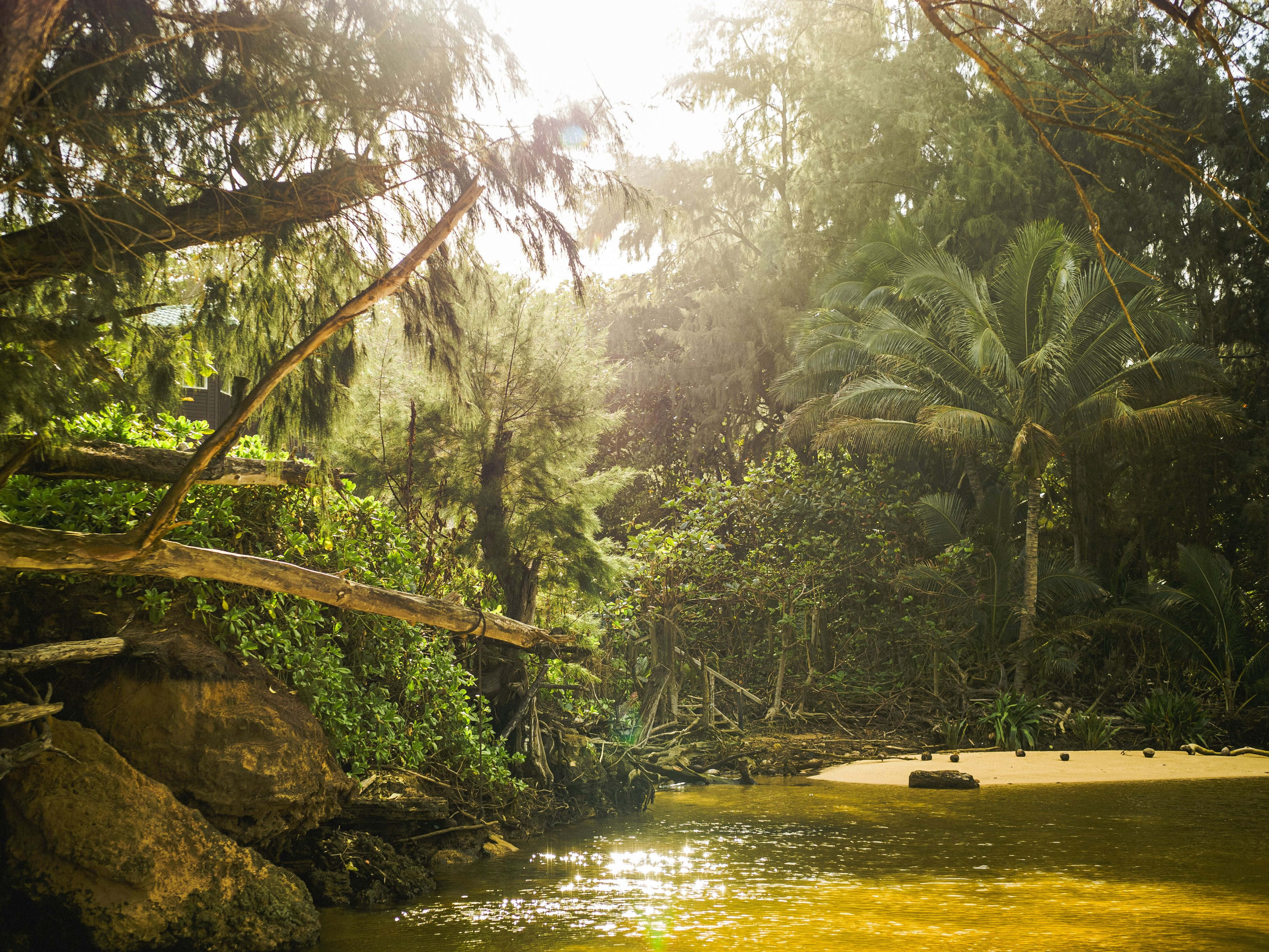 sunlit tropical riverbank scene, golden rays, dense tropical foliage, 2K Desktop Wallpaper