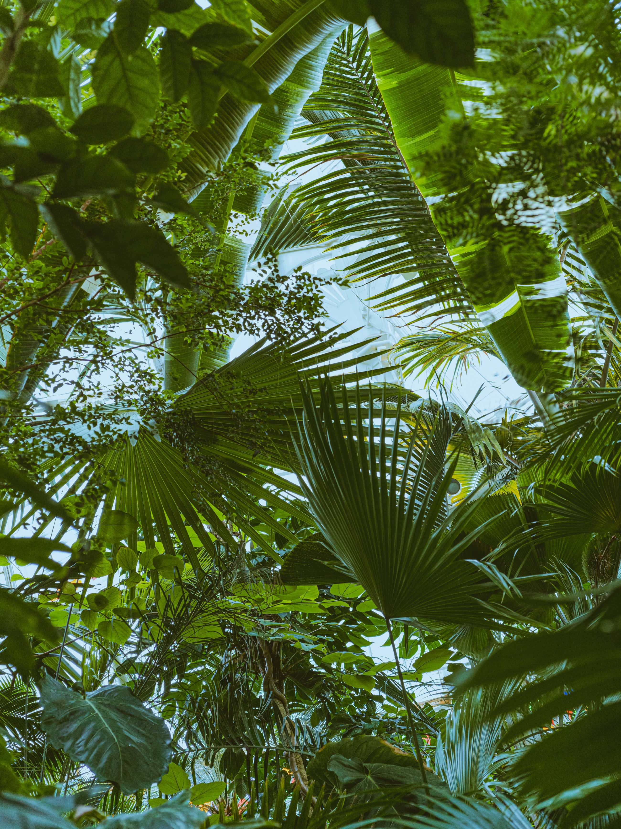 tropical canopy, vibrant green palm fronds, broad leaves, 2K Phone Wallpaper