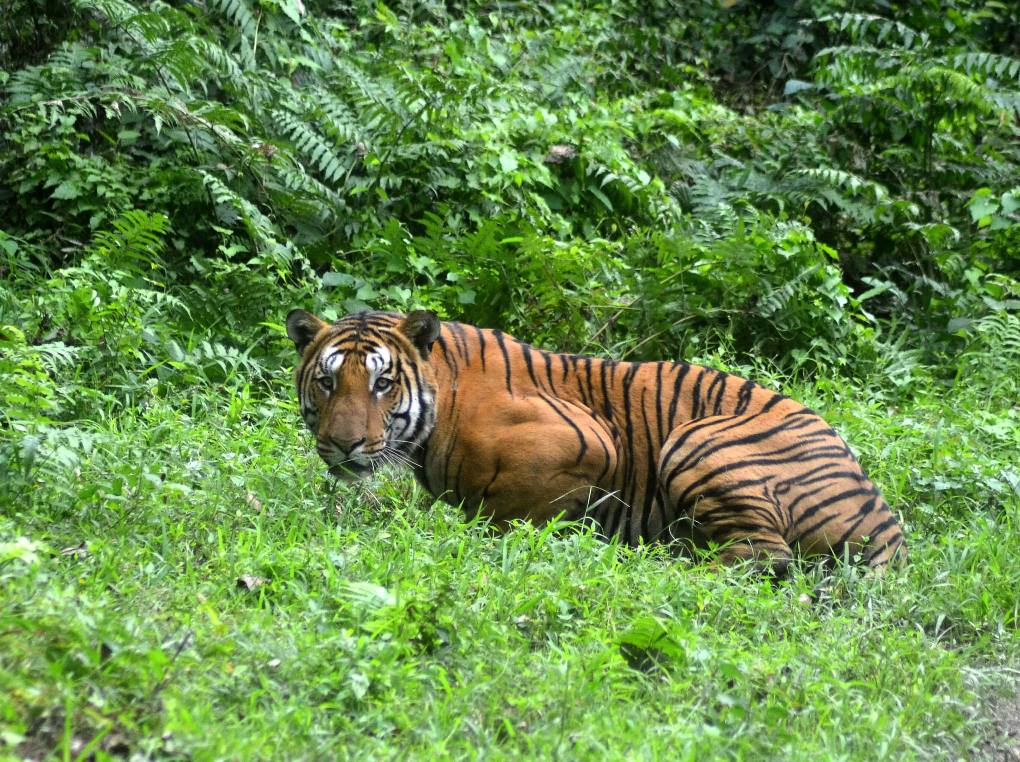 green jungle, tiger, lush green grass, 2K Desktop Wallpaper