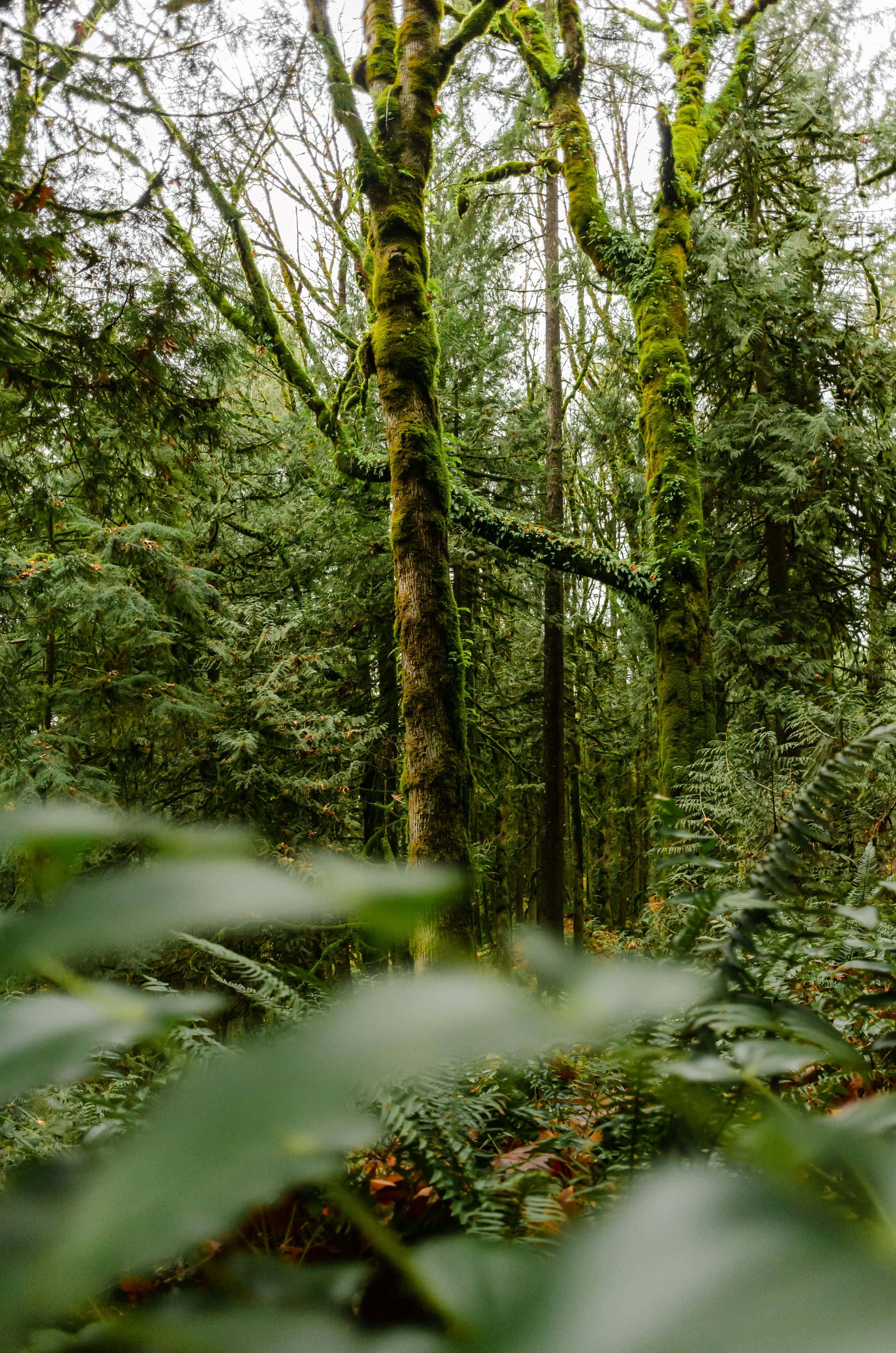 mossy forest vista, towering moss covered trees, dense green forest, 2K Phone Wallpaper