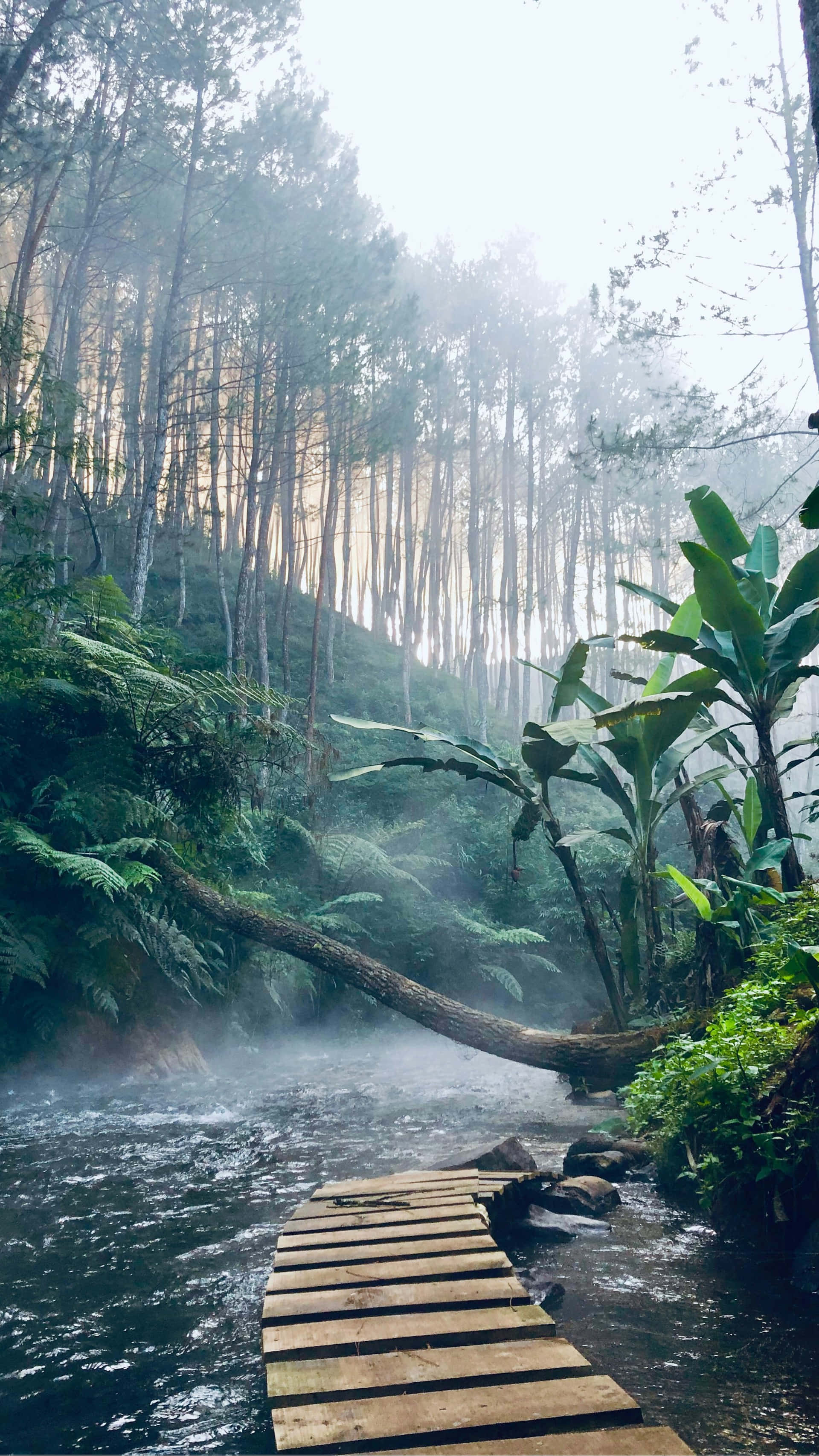 misty forest, wooden plank bridge, dense green forest, 2K Phone Wallpaper
