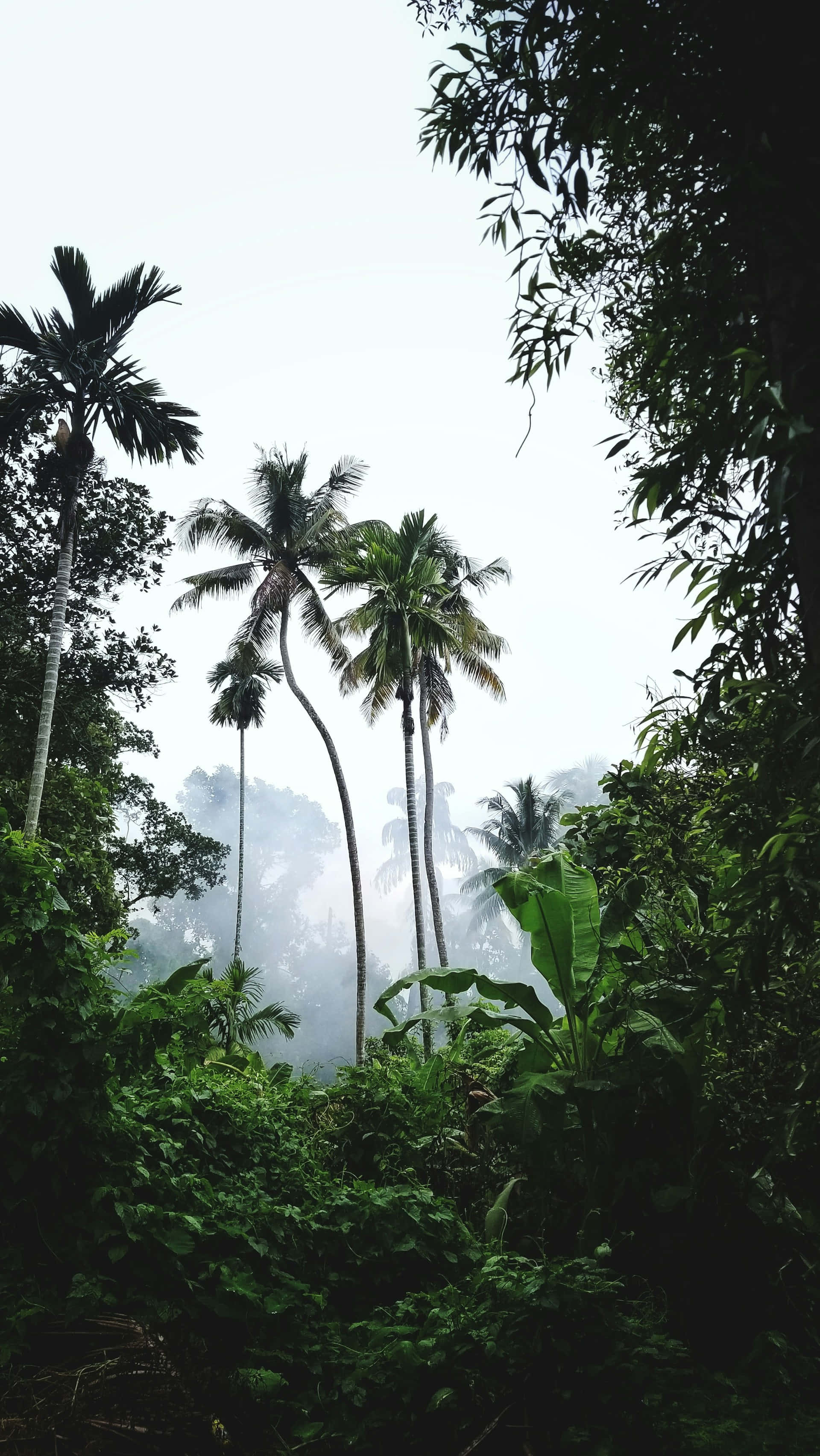 misty tropical jungle scene, towering palm trees, dense green foliage, 2K Phone Wallpaper
