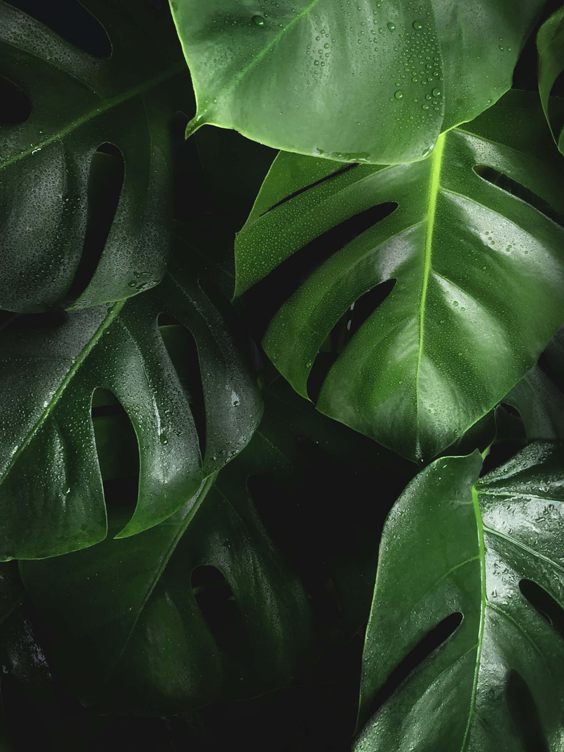 tropical monstera leaves, dewdrops, glossy monstera leaves, 2K Phone Wallpaper