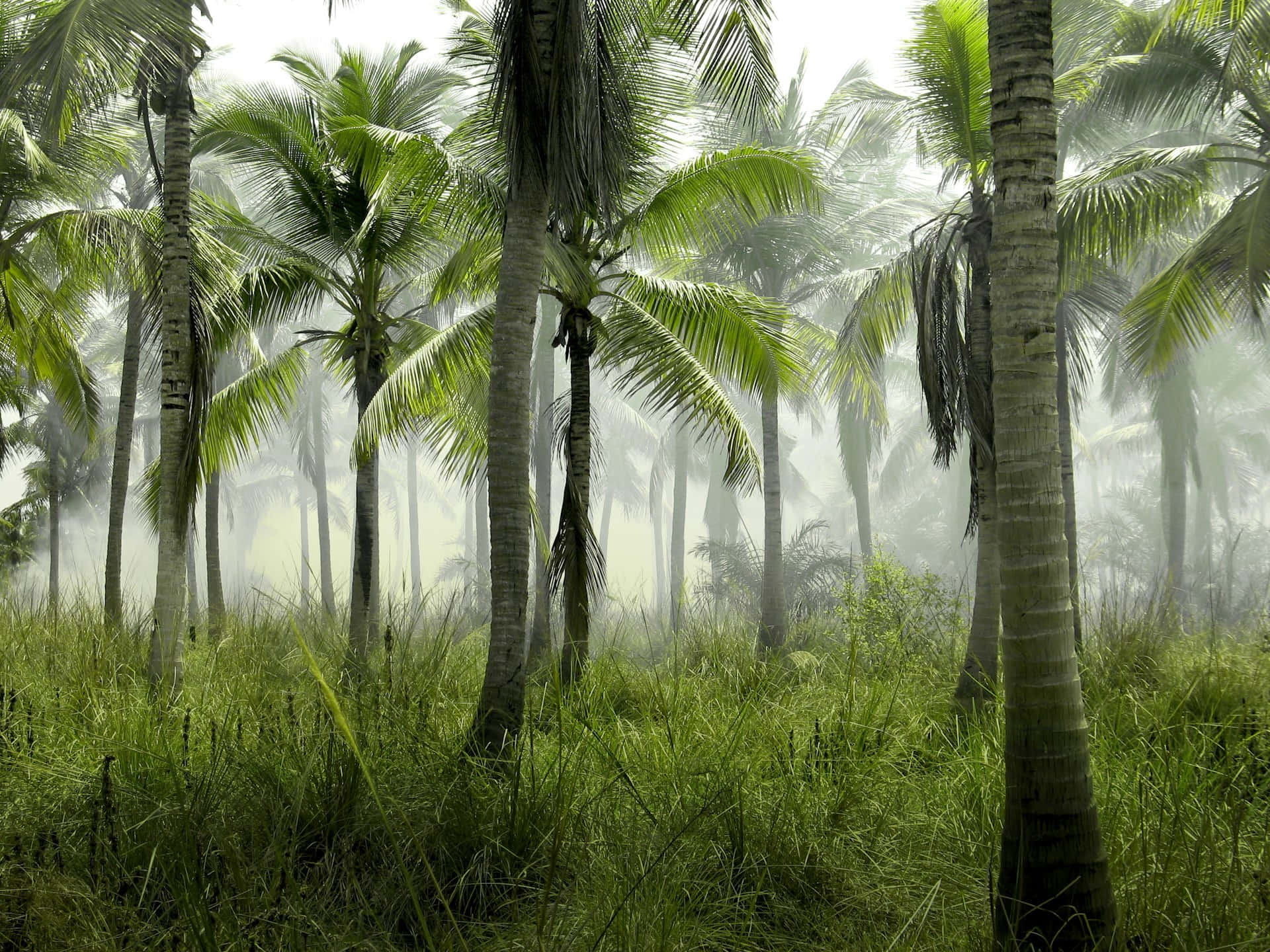 misty tropical palm forest, tall palm trees, lush green grass, Full HD Desktop Wallpaper