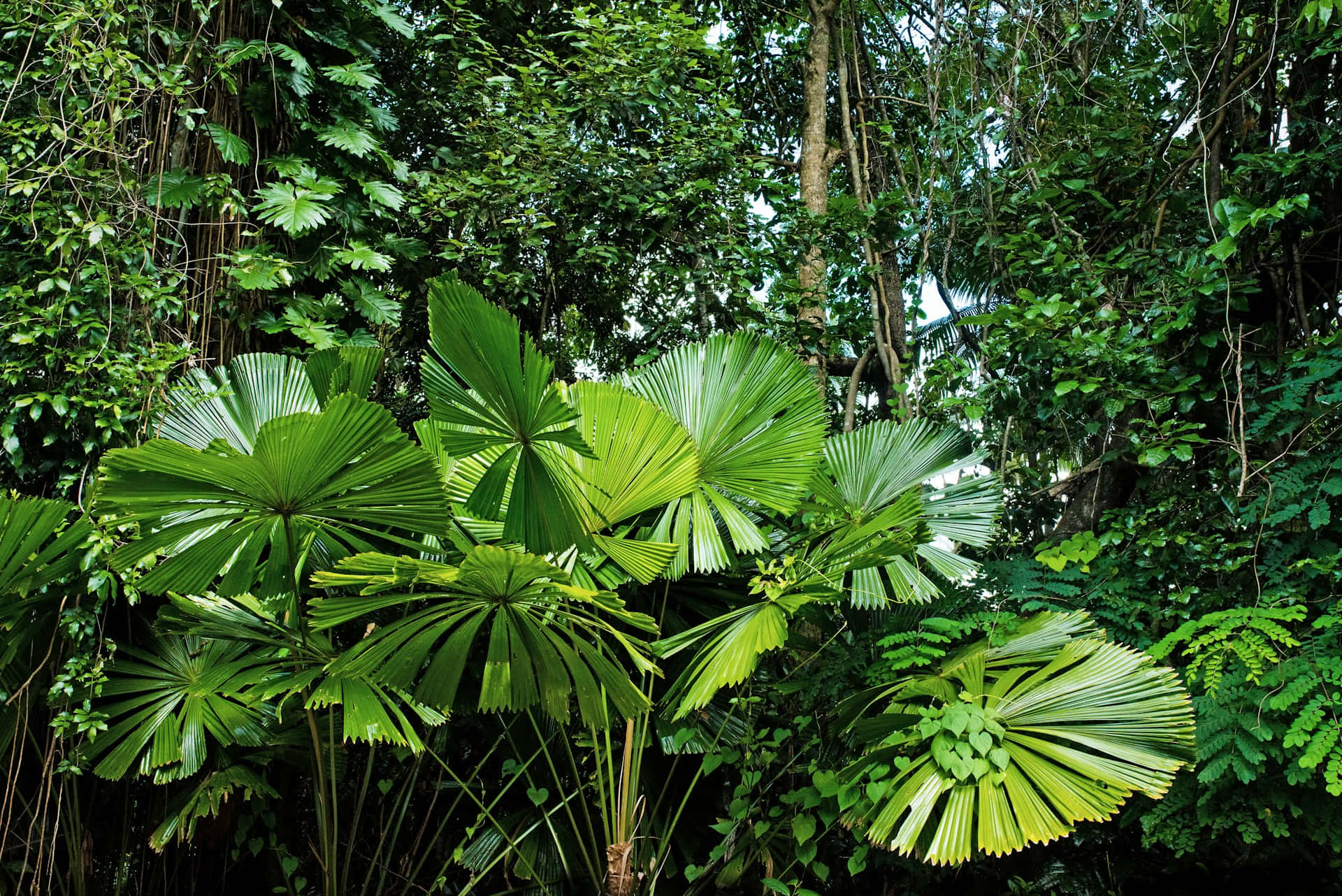lush tropical foliage, jungle backdrop, vibrant fan palms, Full HD Desktop Wallpaper