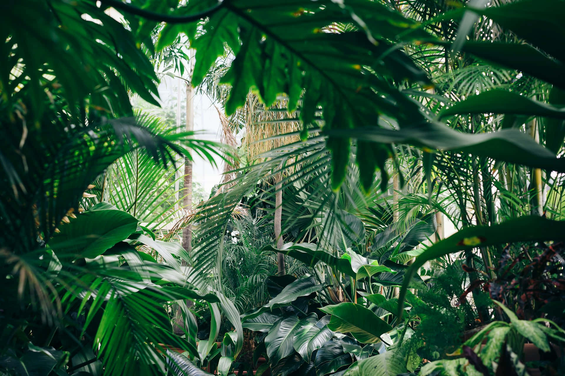 lush tropical foliage, jungle aesthetic, dense tropical foliage, Full HD Desktop Wallpaper