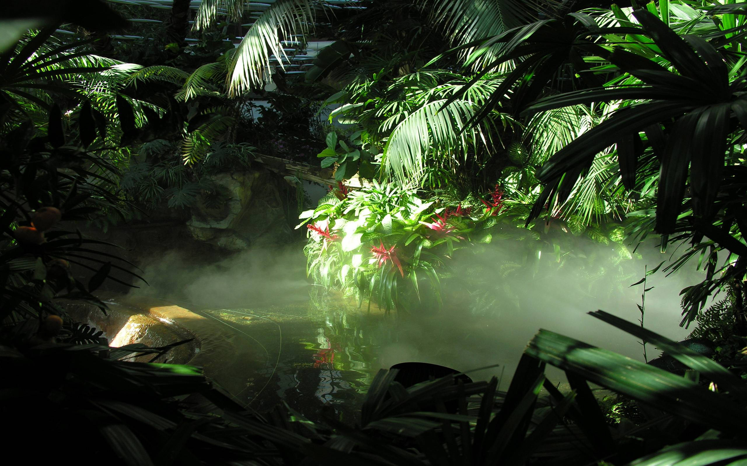 Jungle Fog HD, dappled light, misty water, 2K Desktop Wallpaper