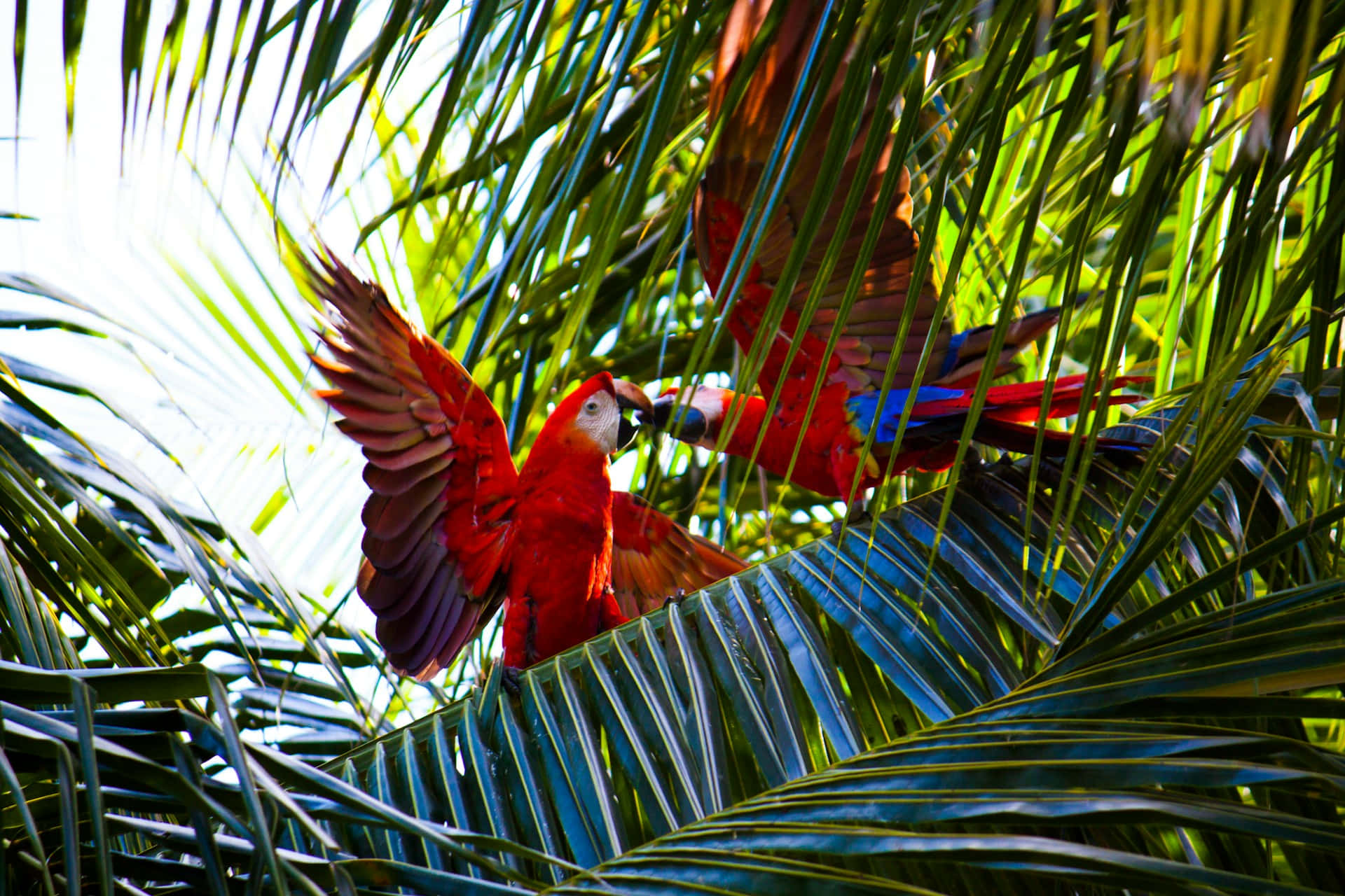 scarlet macaw, palm leaves, sunlit green palm fronds, Full HD Desktop Wallpaper
