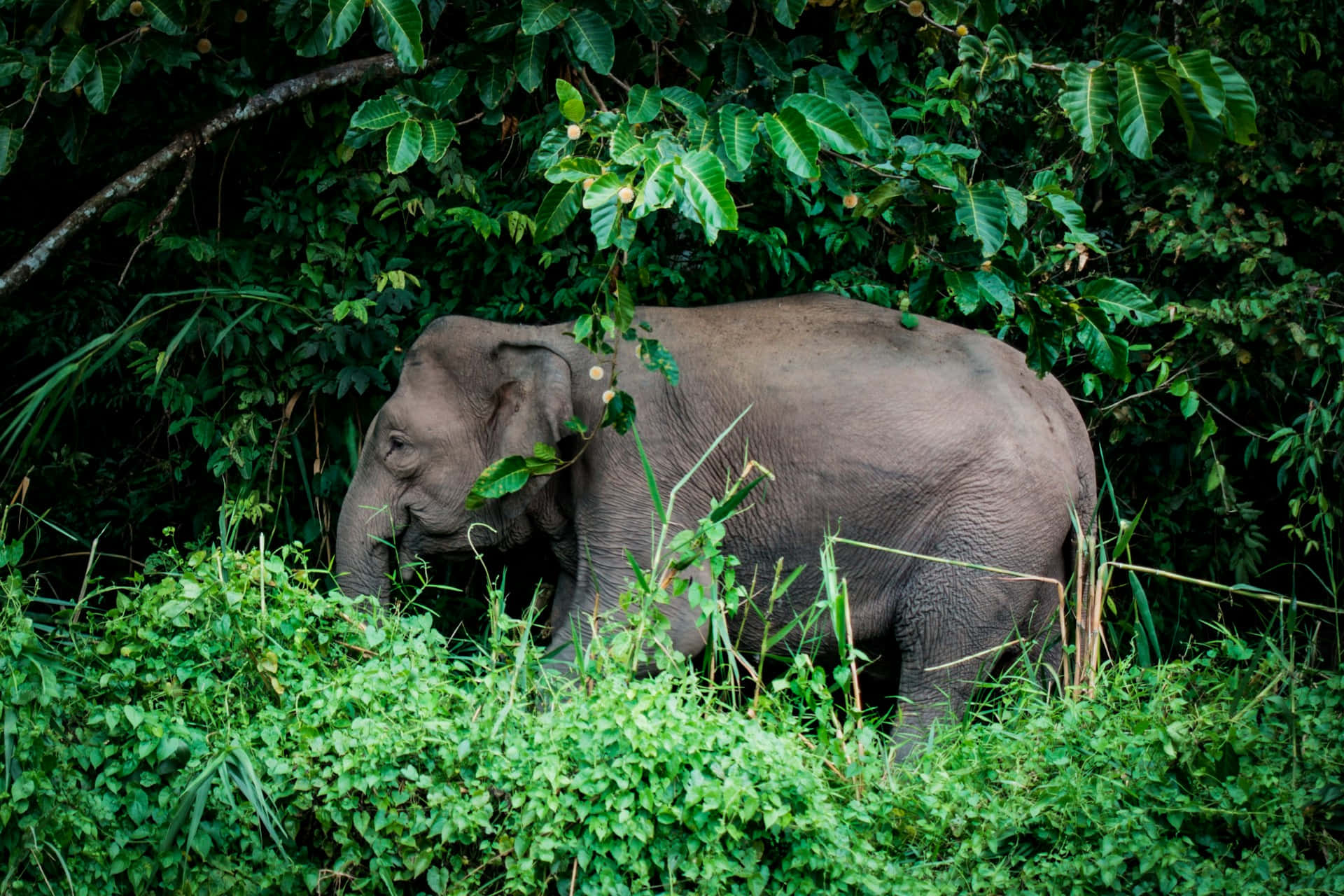 elephant, lush green jungle, dense green foliage, Full HD Desktop Wallpaper