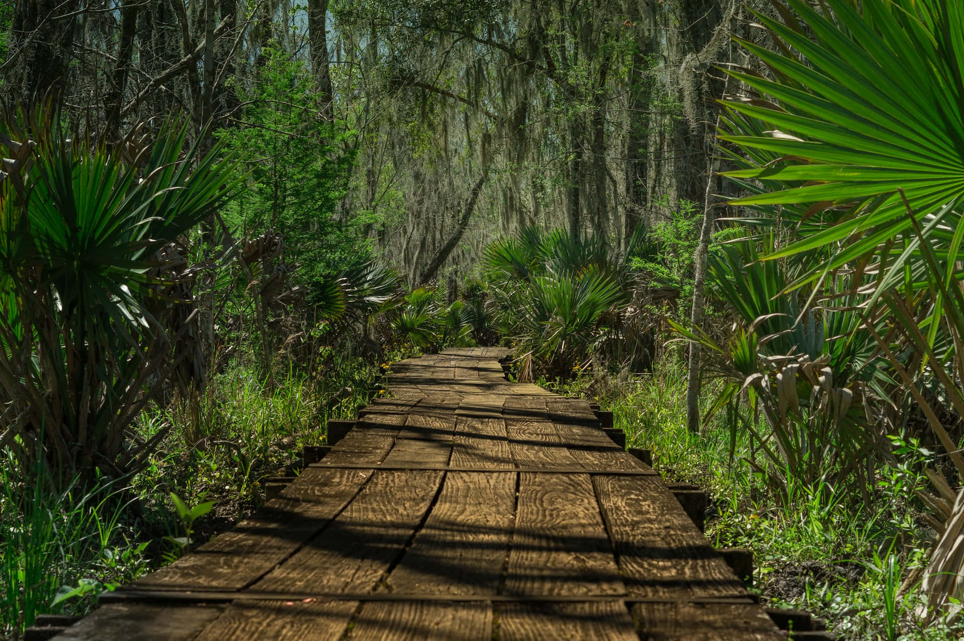 wooden boardwalk, lush swamp, hanging moss, Full HD Desktop Wallpaper