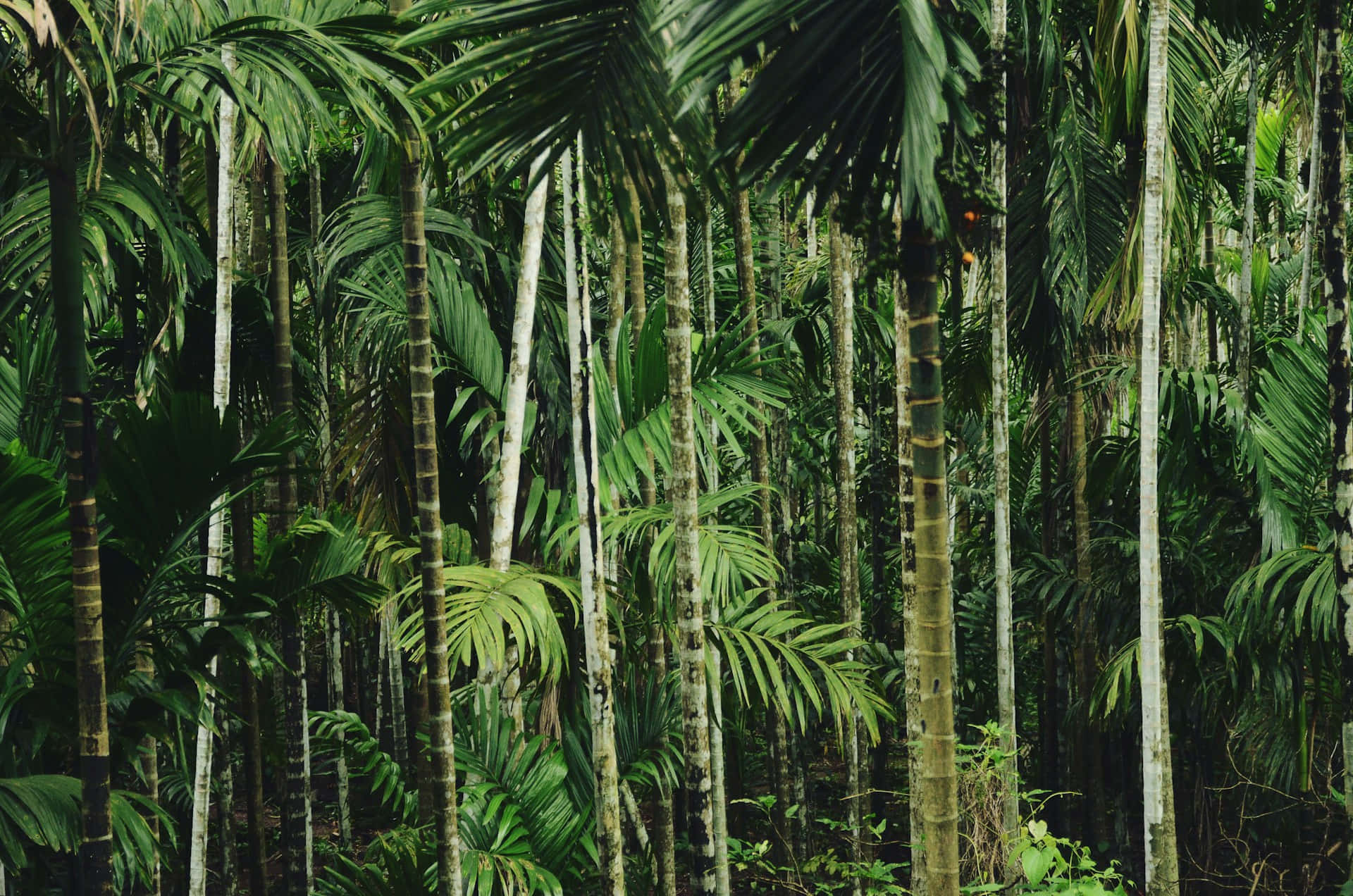 tall slender palm trees, lush green fronds, dense canopy, Full HD Desktop Wallpaper