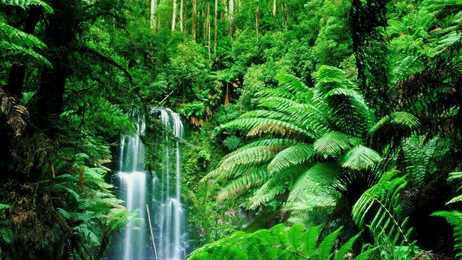 green jungle, lush green forest, towering ferns, Full HD Desktop Wallpaper