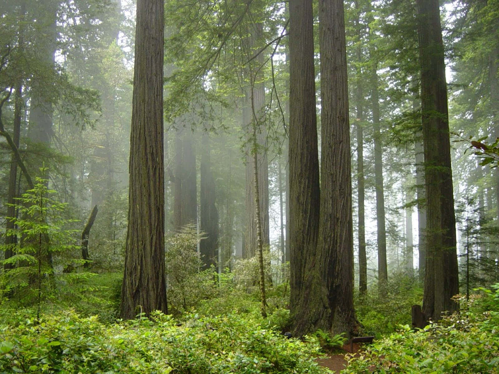 green jungle, redwood forest, misty morning, HD Desktop Wallpaper