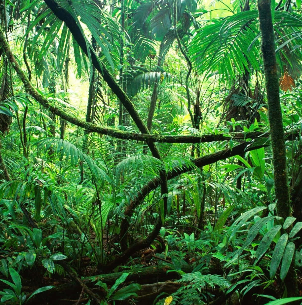 green jungle, emerald foliage, lush tropical rainforest, SD Phone Wallpaper