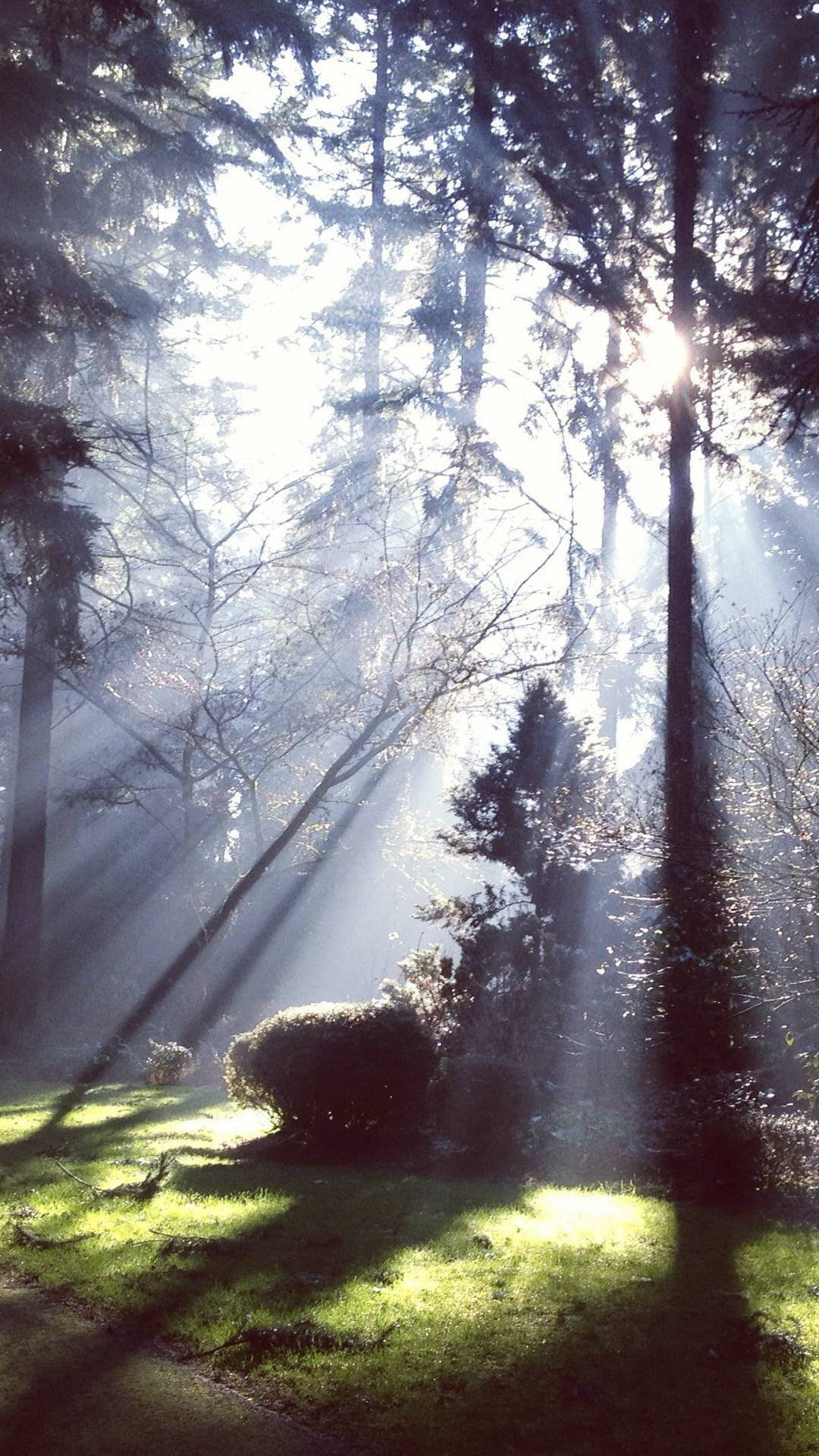 Rays of Light, jungle, iPhone, Full HD Phone Wallpaper