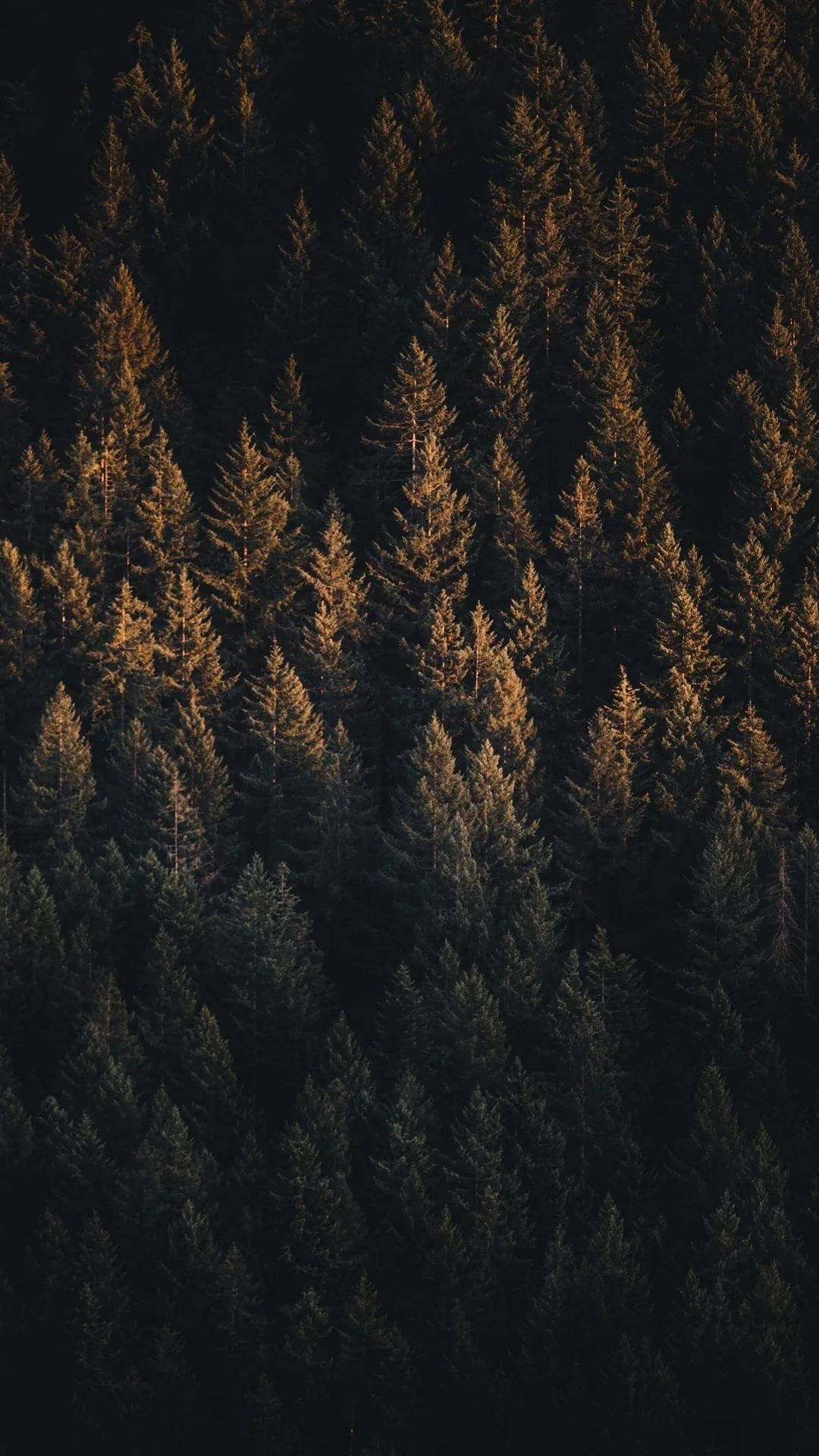 aerial view, green pine forest, golden hour light, Full HD Phone Wallpaper