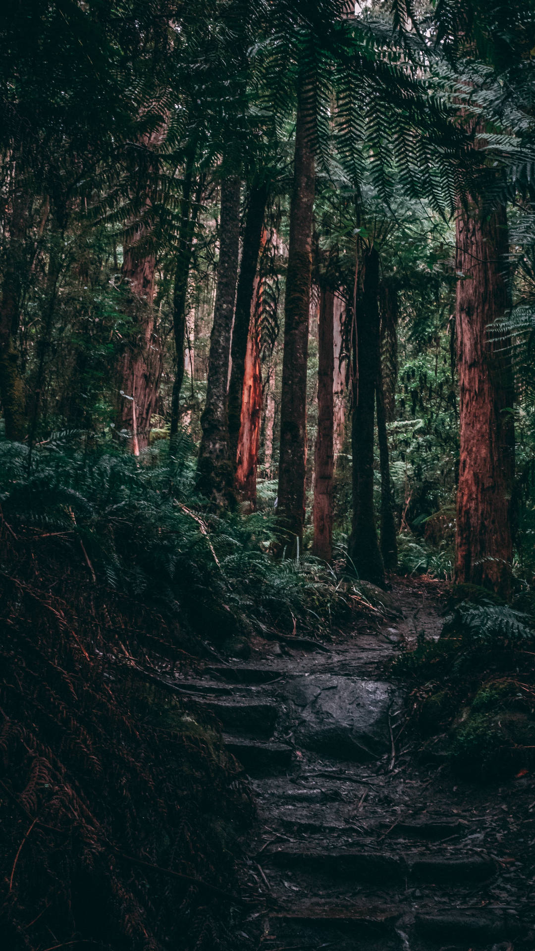 Jungle iPhone, mossy forest trail, towering ferns, Full HD Phone Wallpaper