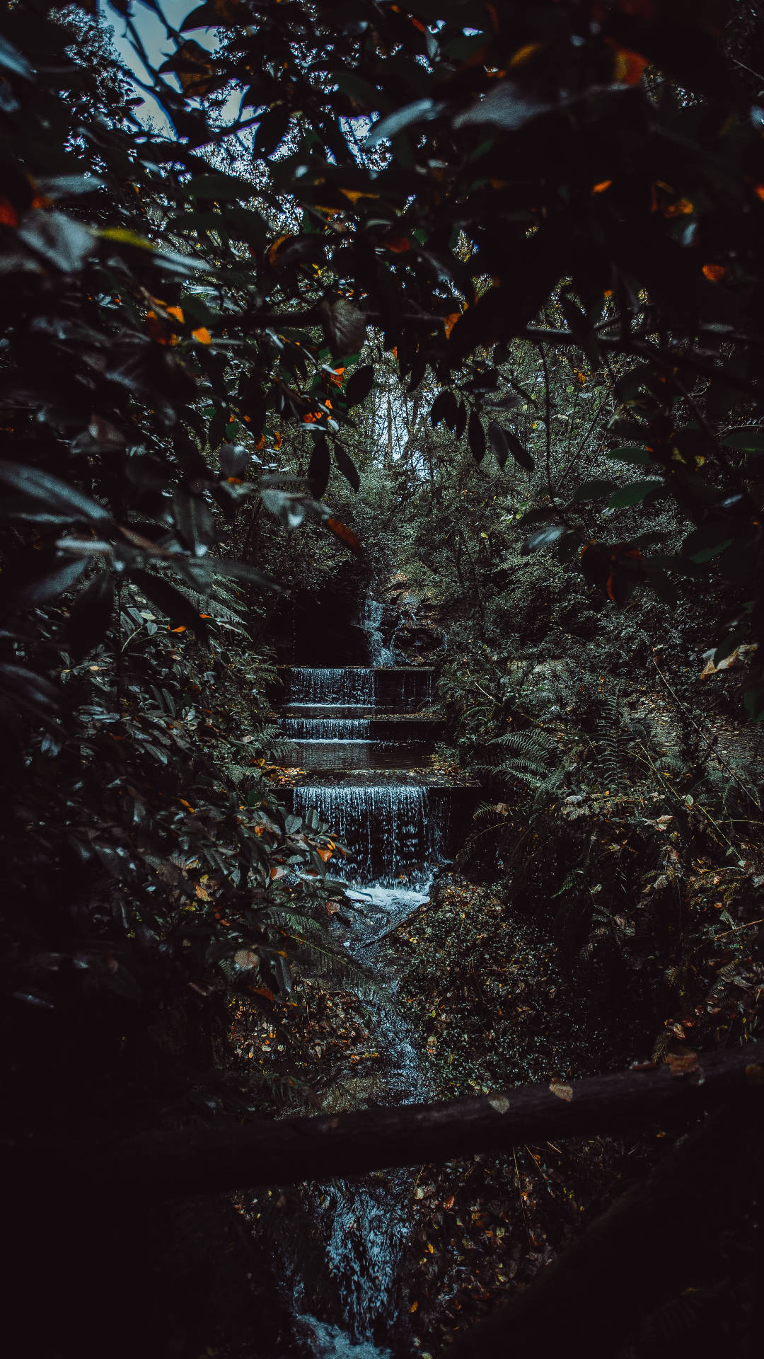 Forest Stream, Jungle, iPhone, Full HD Phone Wallpaper