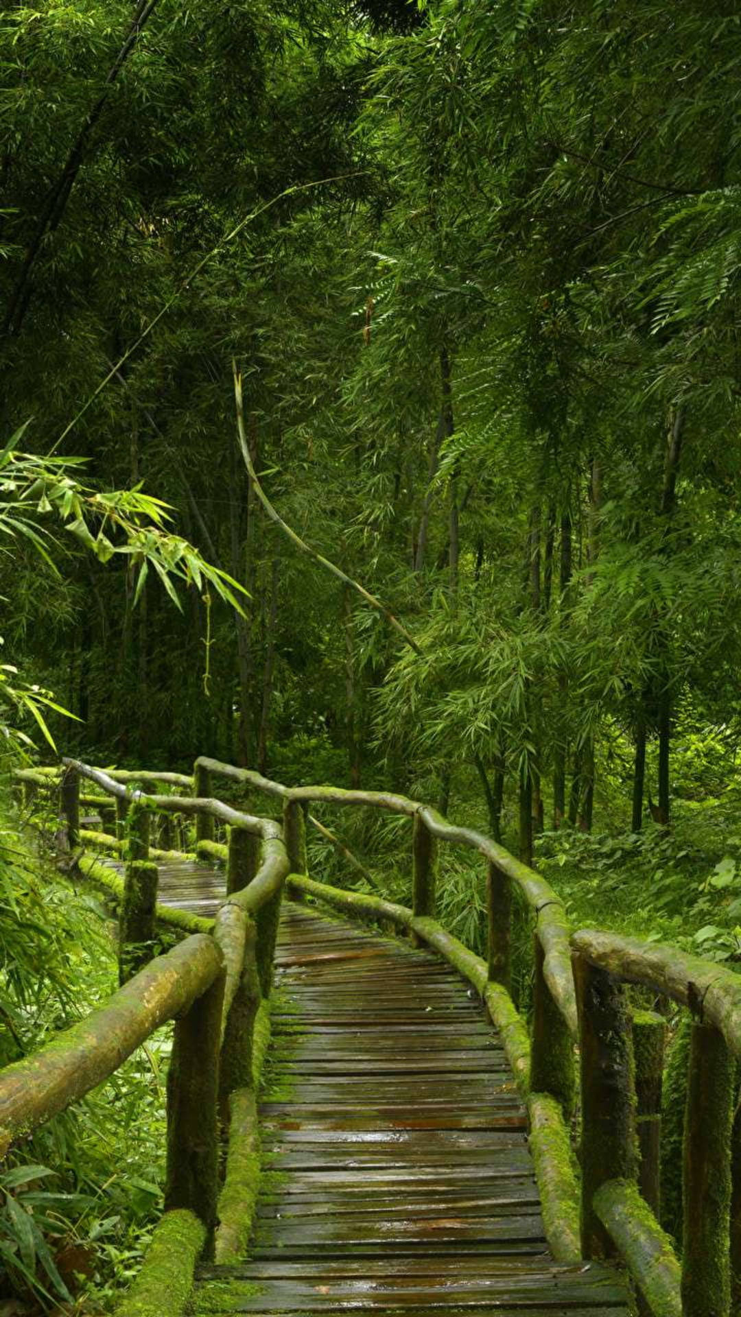 mossy wooden bridge, dense emerald bamboo forest, dappled sunlight, Full HD Phone Wallpaper