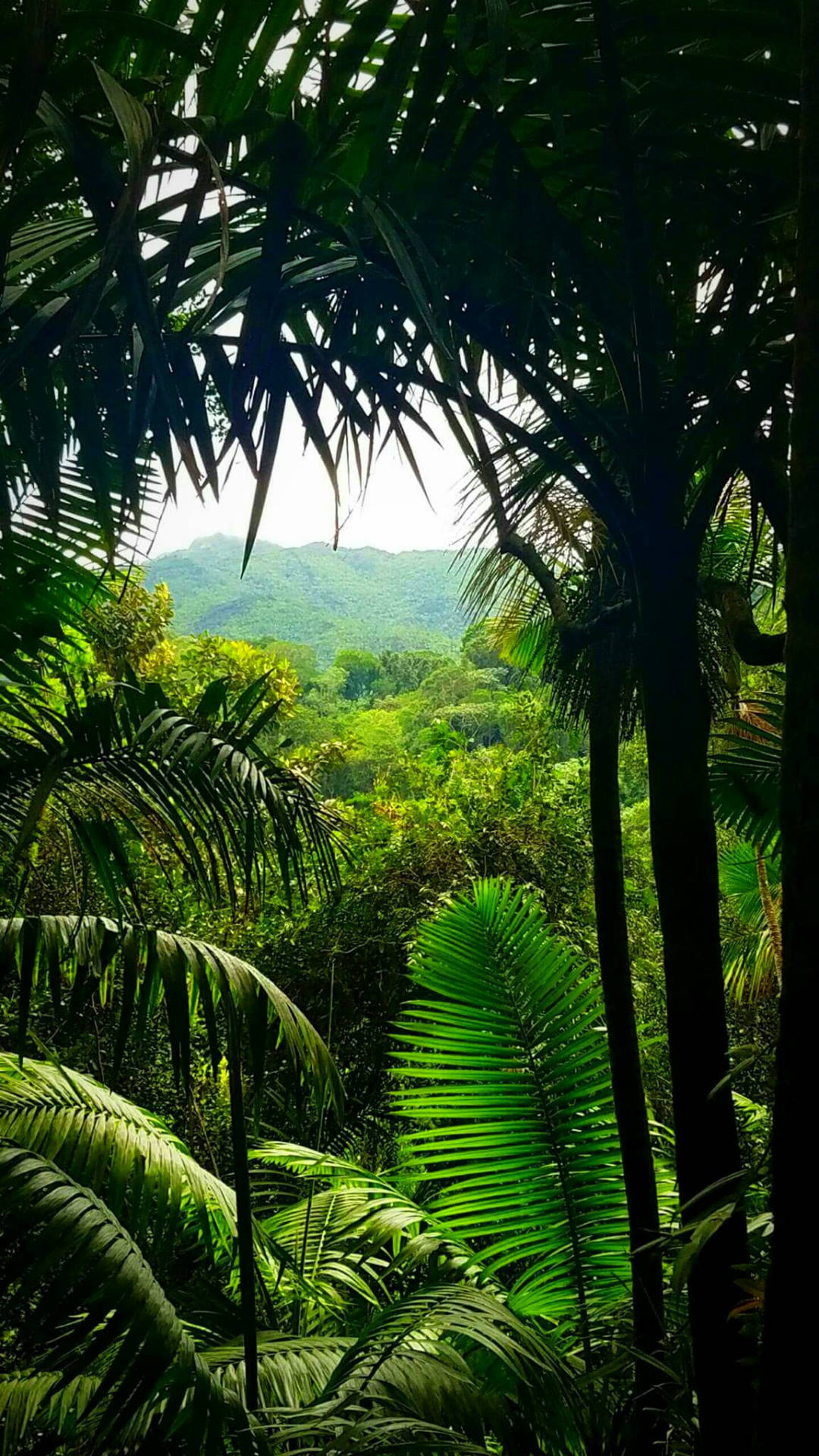 Mountain Jungle iPhone, tropical jungle canopy, green mountain range, Full HD Phone Wallpaper