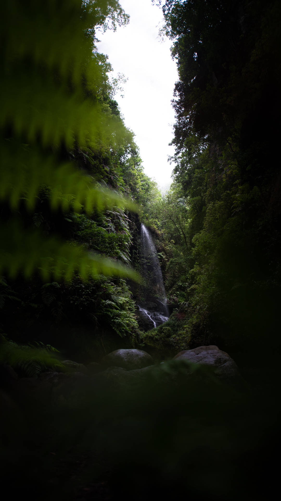 Clear Sky Jungle iPhone, forest gorge, lush ferns, Full HD Phone Wallpaper