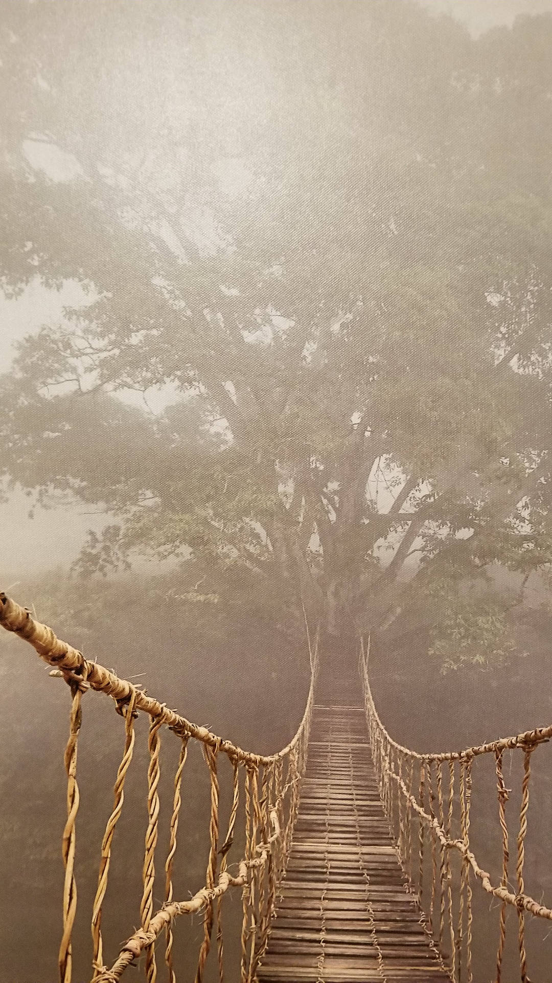 rustic rope bridge, dense fog, towering tree, Full HD Phone Wallpaper
