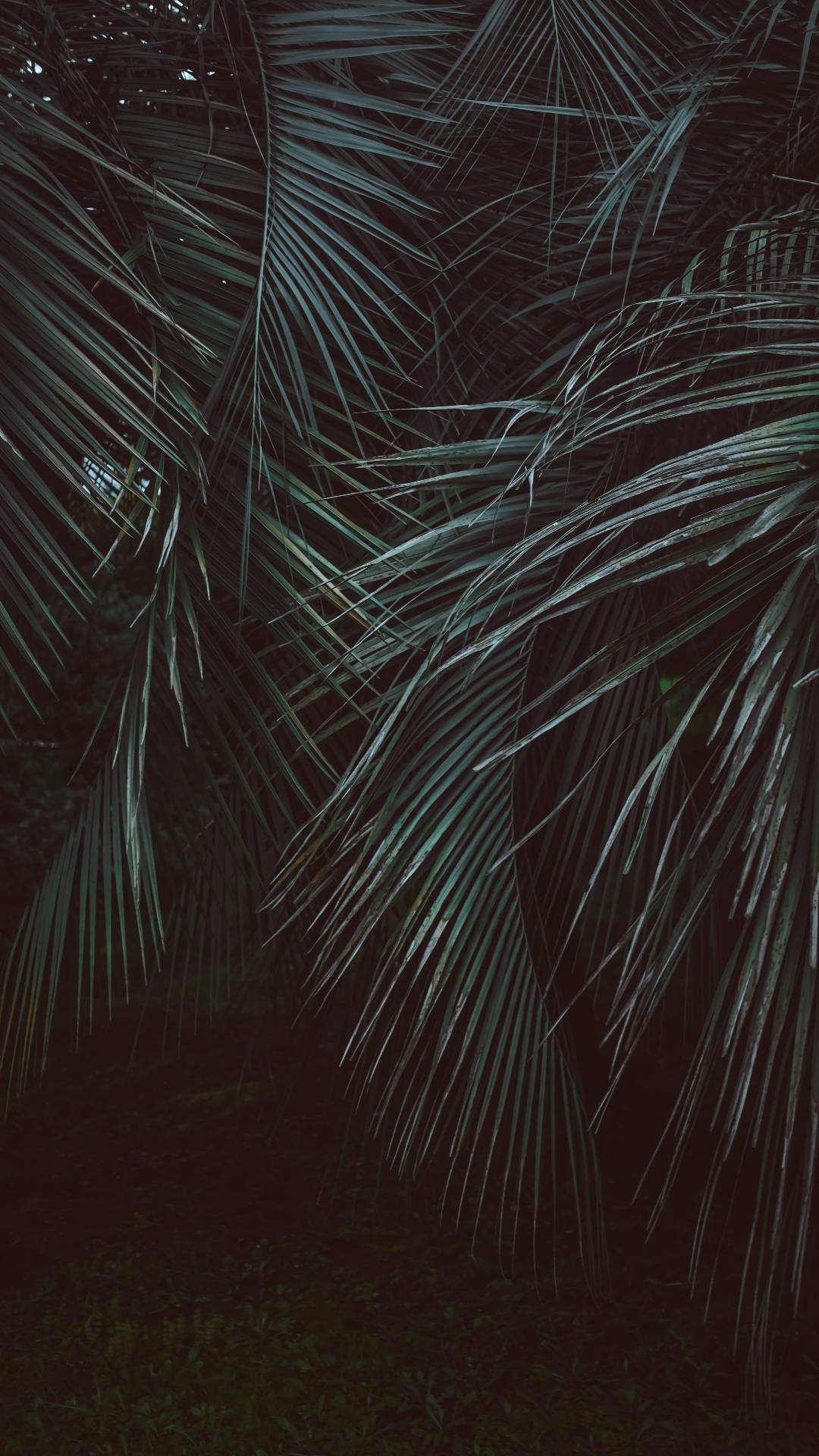 leaves jungle iphone, dark teal, palm fronds, Full HD Phone Wallpaper