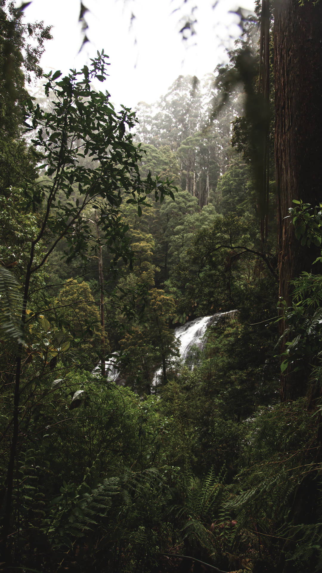 Jungle iPhone, misty waterfall, dense emerald forest, Full HD Phone Wallpaper