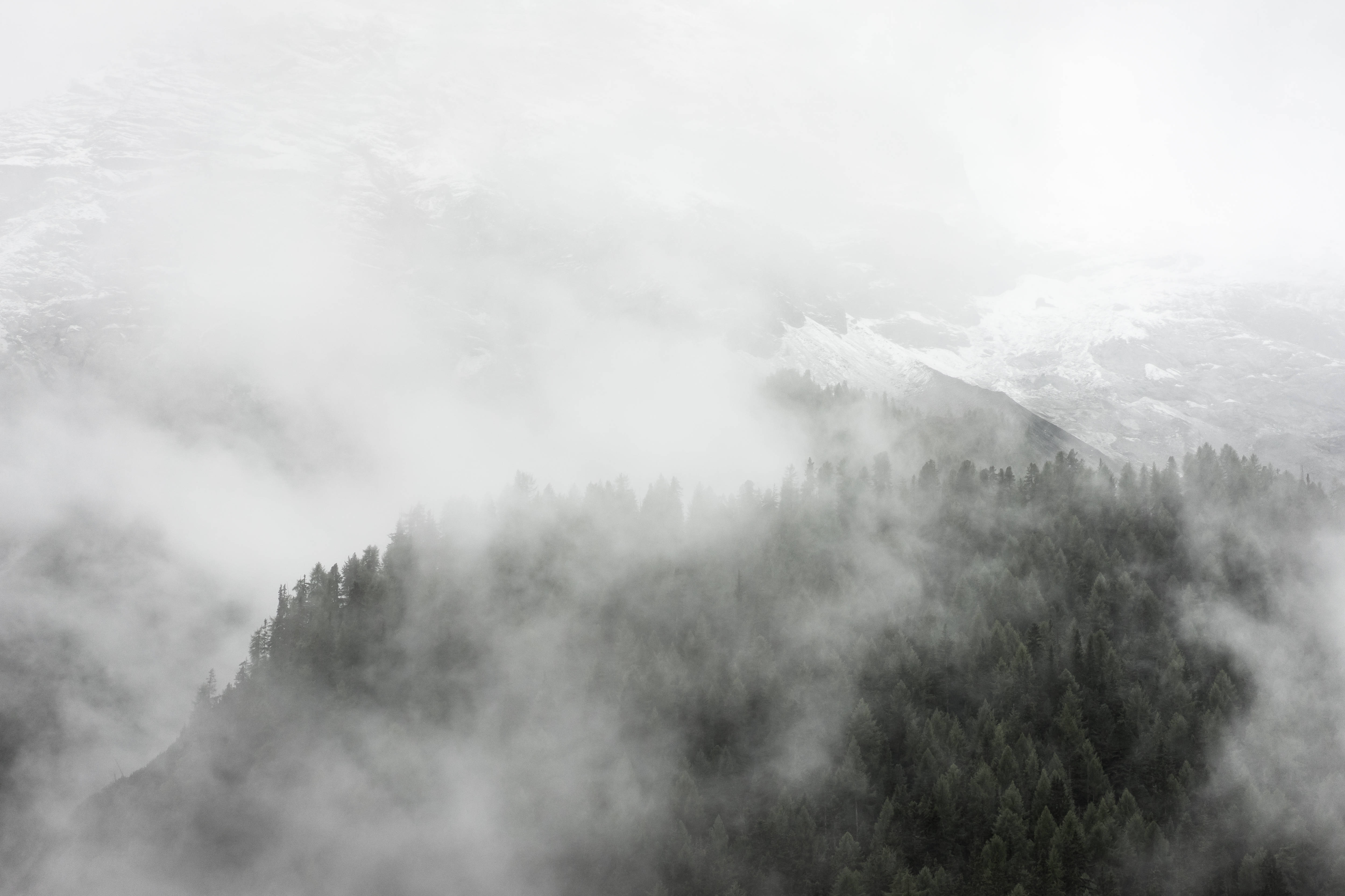 foggy dark forest, dense pine forest, snow-dusted mountain slopes, 4K Desktop Wallpaper
