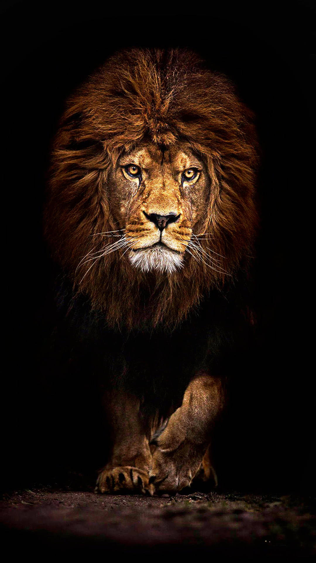 lion, jungle, iPhone, Full HD Phone Wallpaper