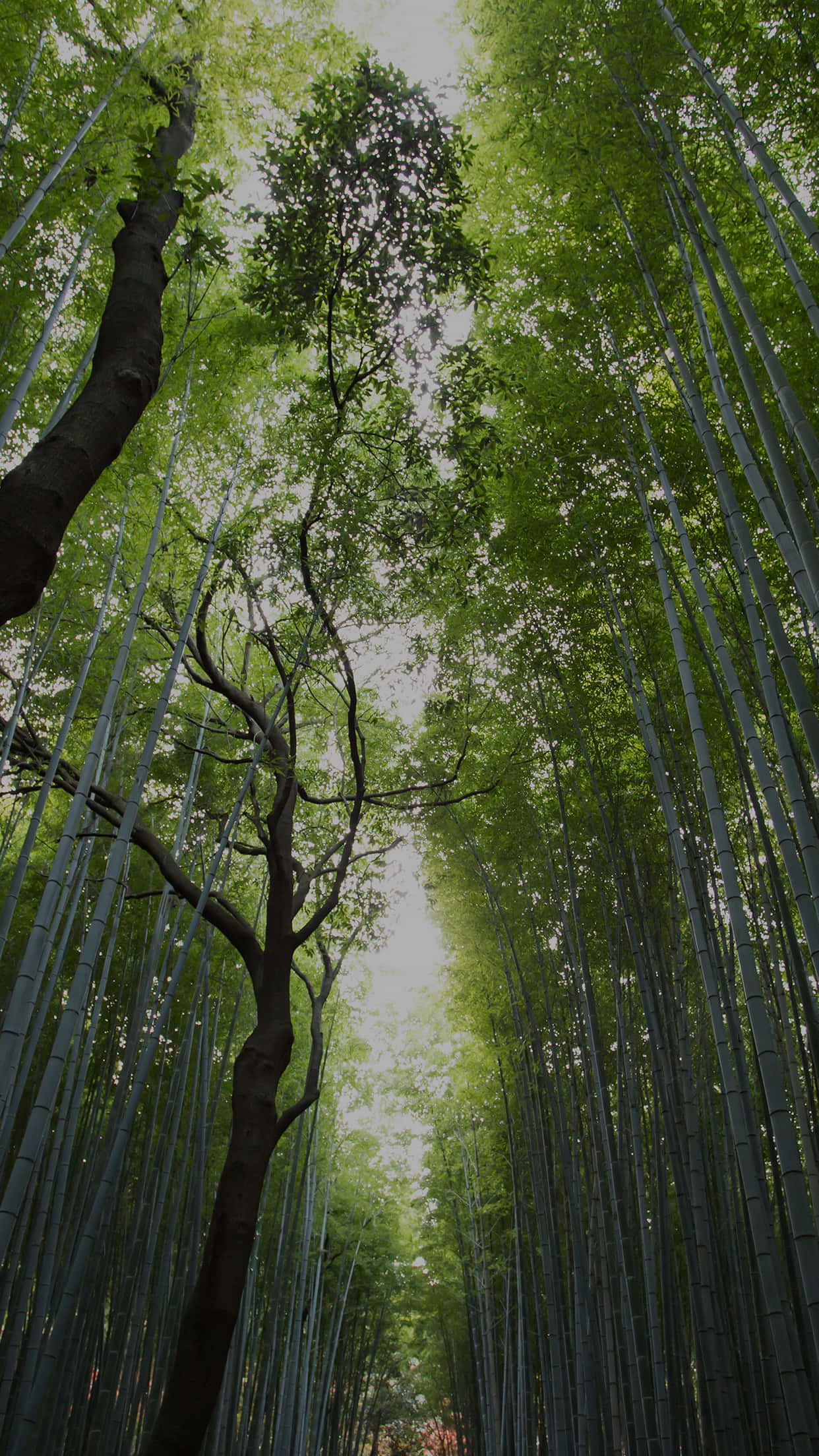 bamboo stalks, verdant cathedral, soft sky, Full HD Phone Wallpaper