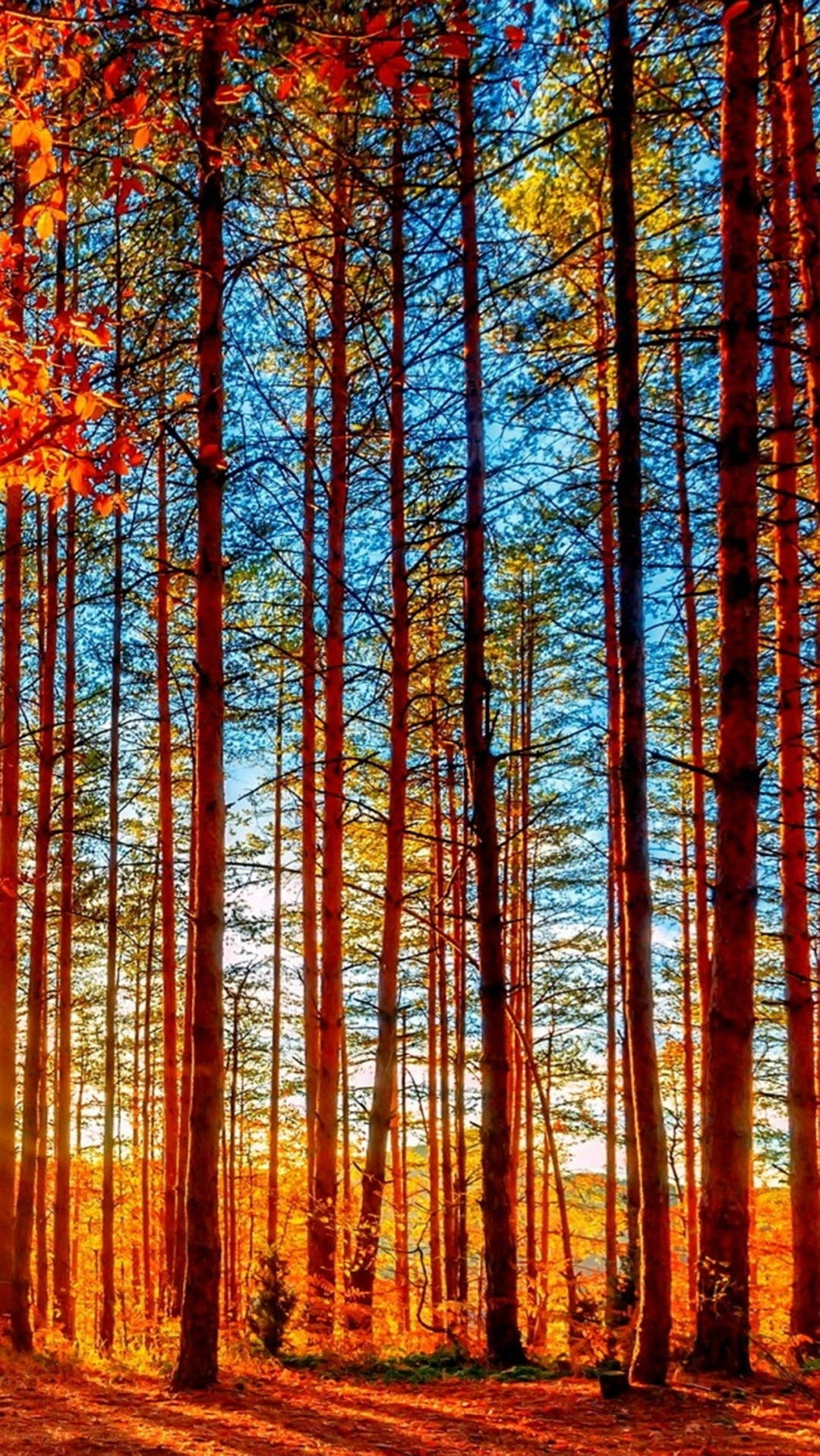 autumn, iPhone, birch trees, HD Phone Wallpaper