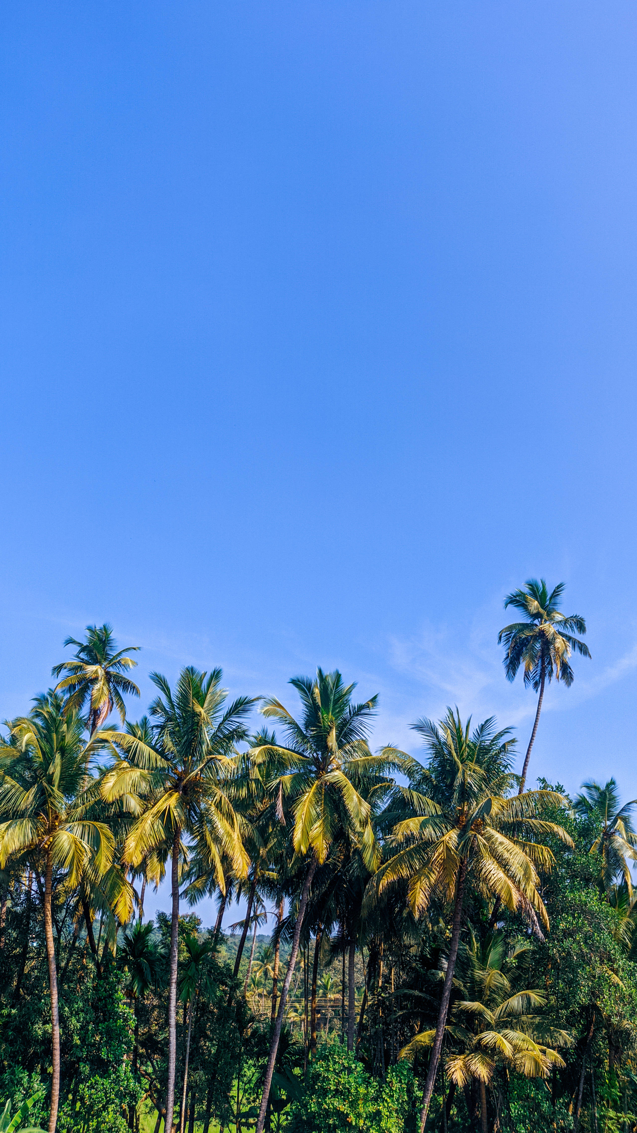 coconut trees, tall palm trees, vast clear blue sky, 4K Phone Wallpaper