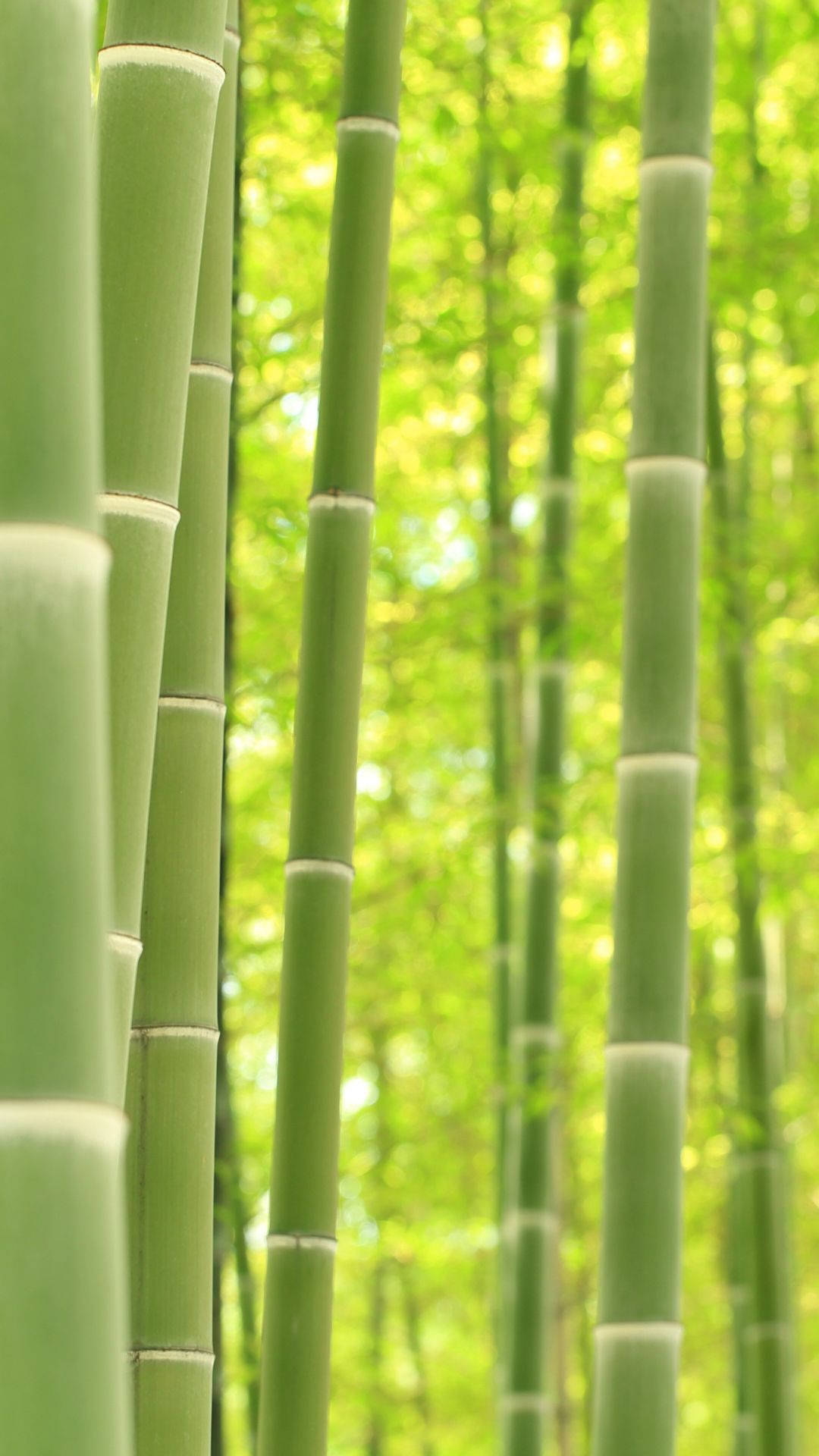 bamboo forest, iPhone poles, tall green bamboo stalks, Full HD Phone Wallpaper