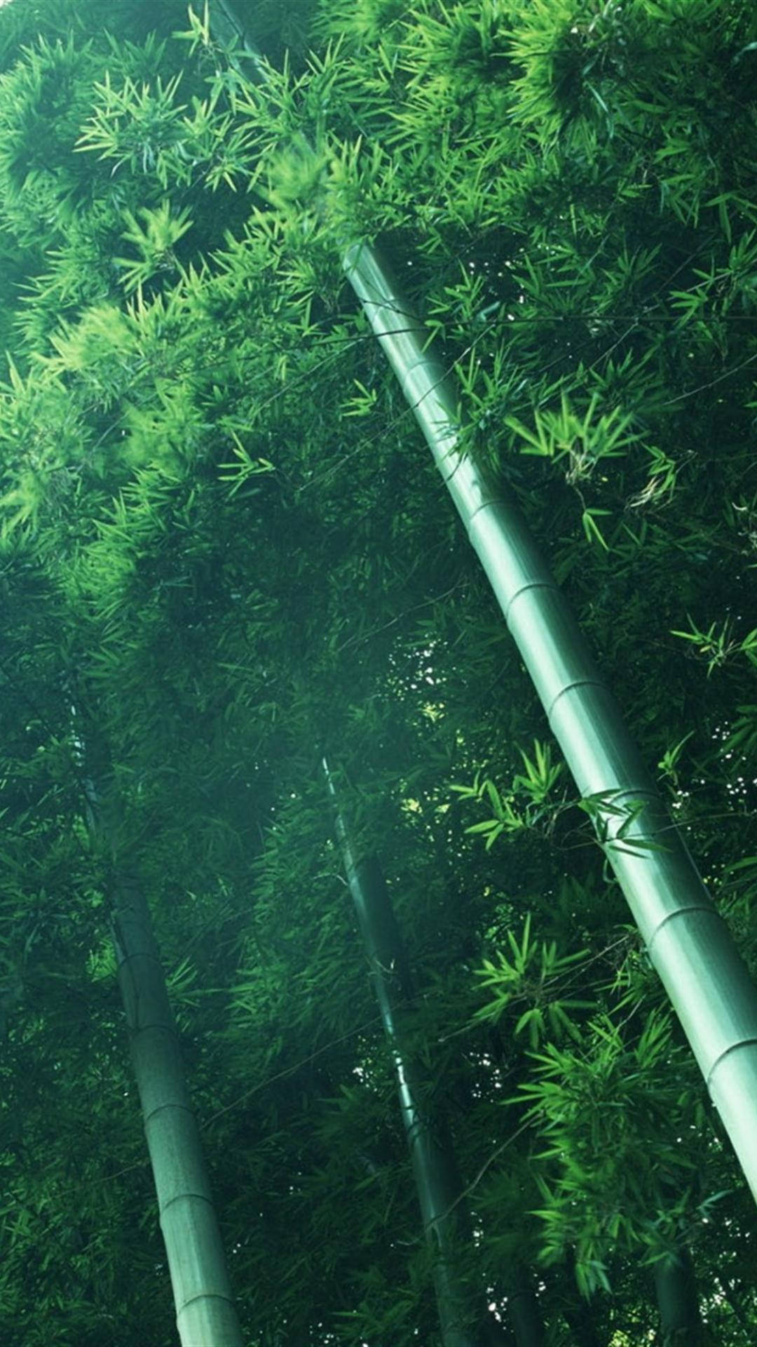 bamboo poles, vibrant green leaves, misty forest, Full HD Phone Wallpaper