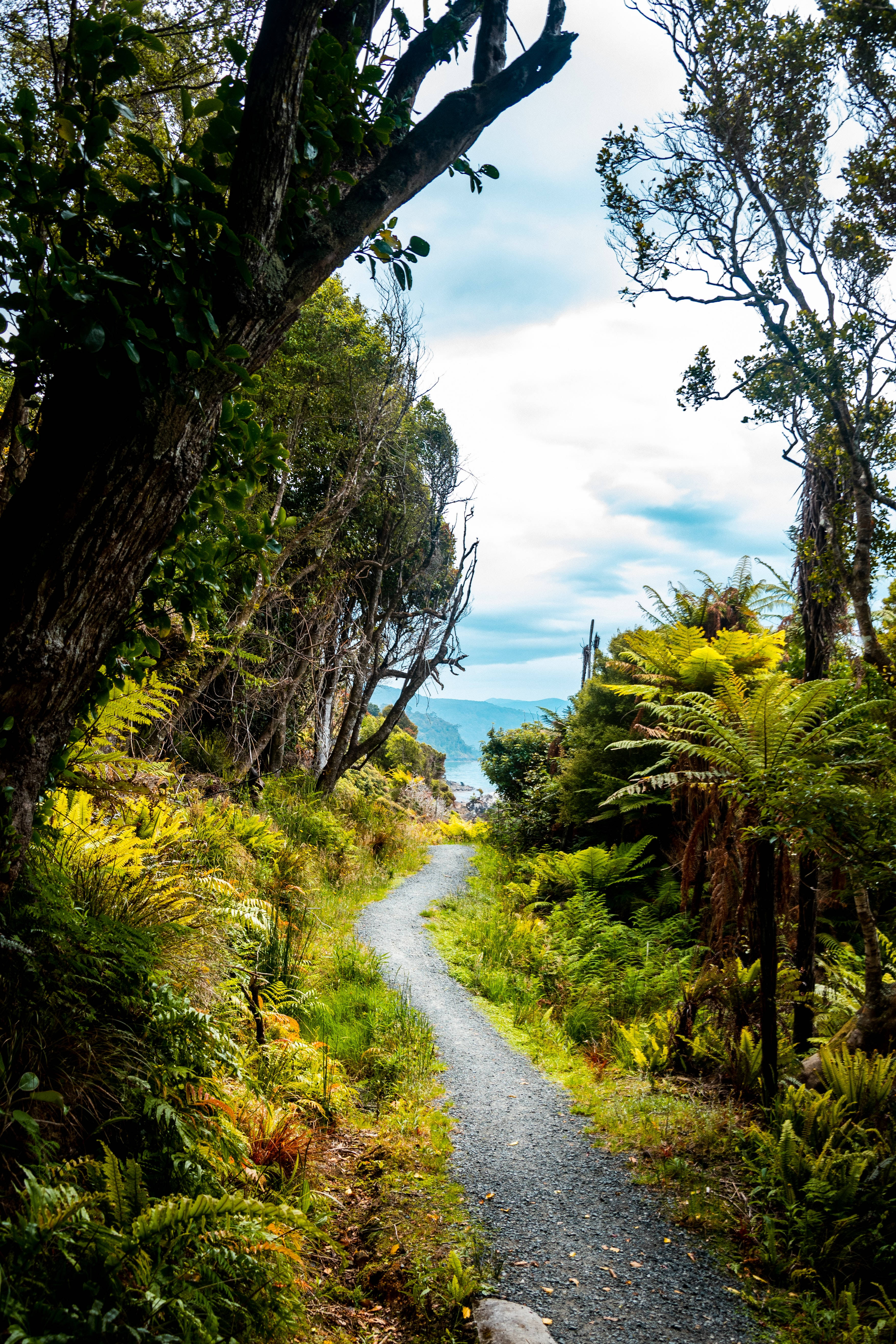 tropical jungle road, gravel path, lush green ferns, 5K Phone Wallpaper