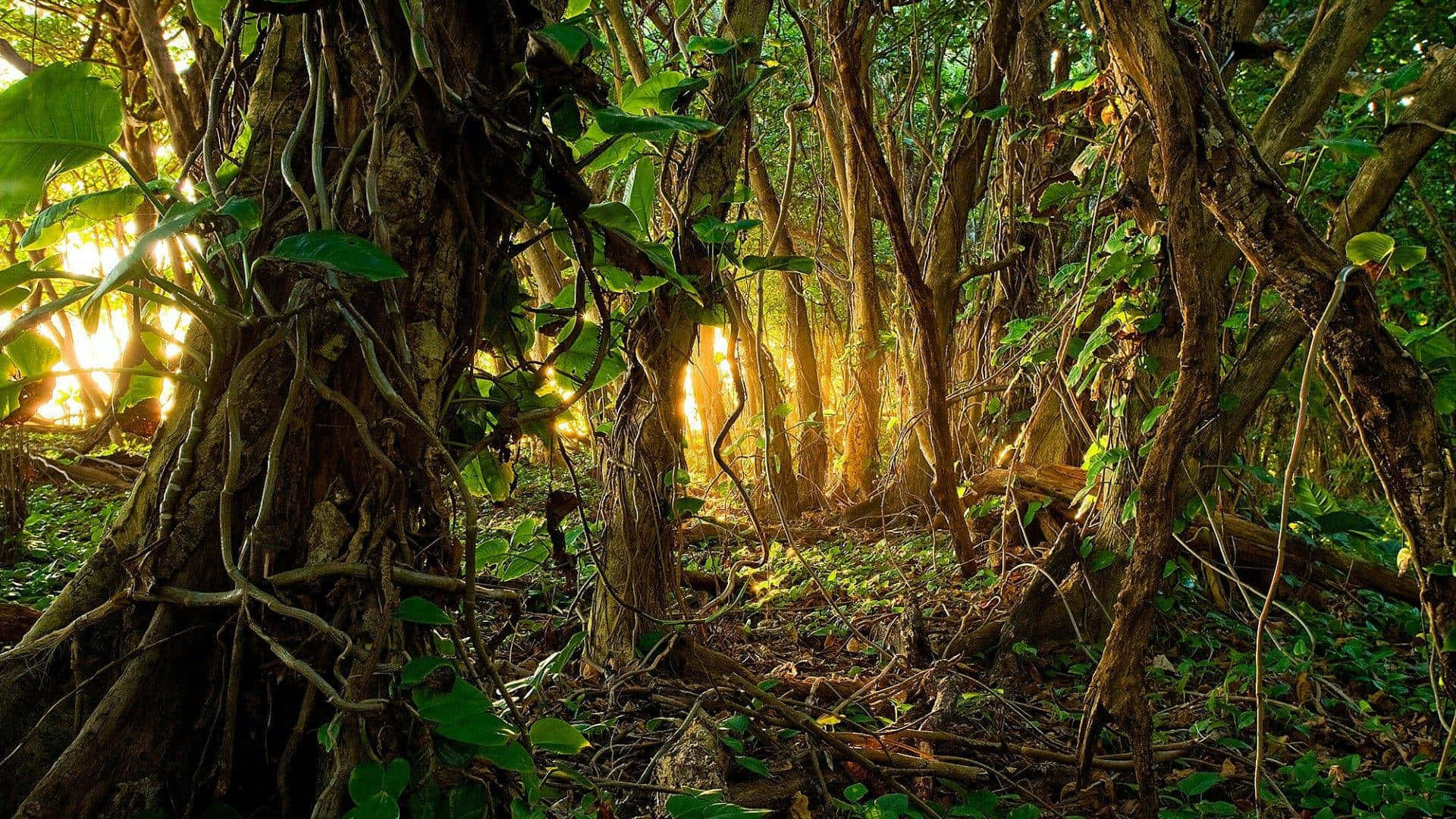 Jungle Print, Sunlight, dense jungle foliage, Full HD Desktop Wallpaper
