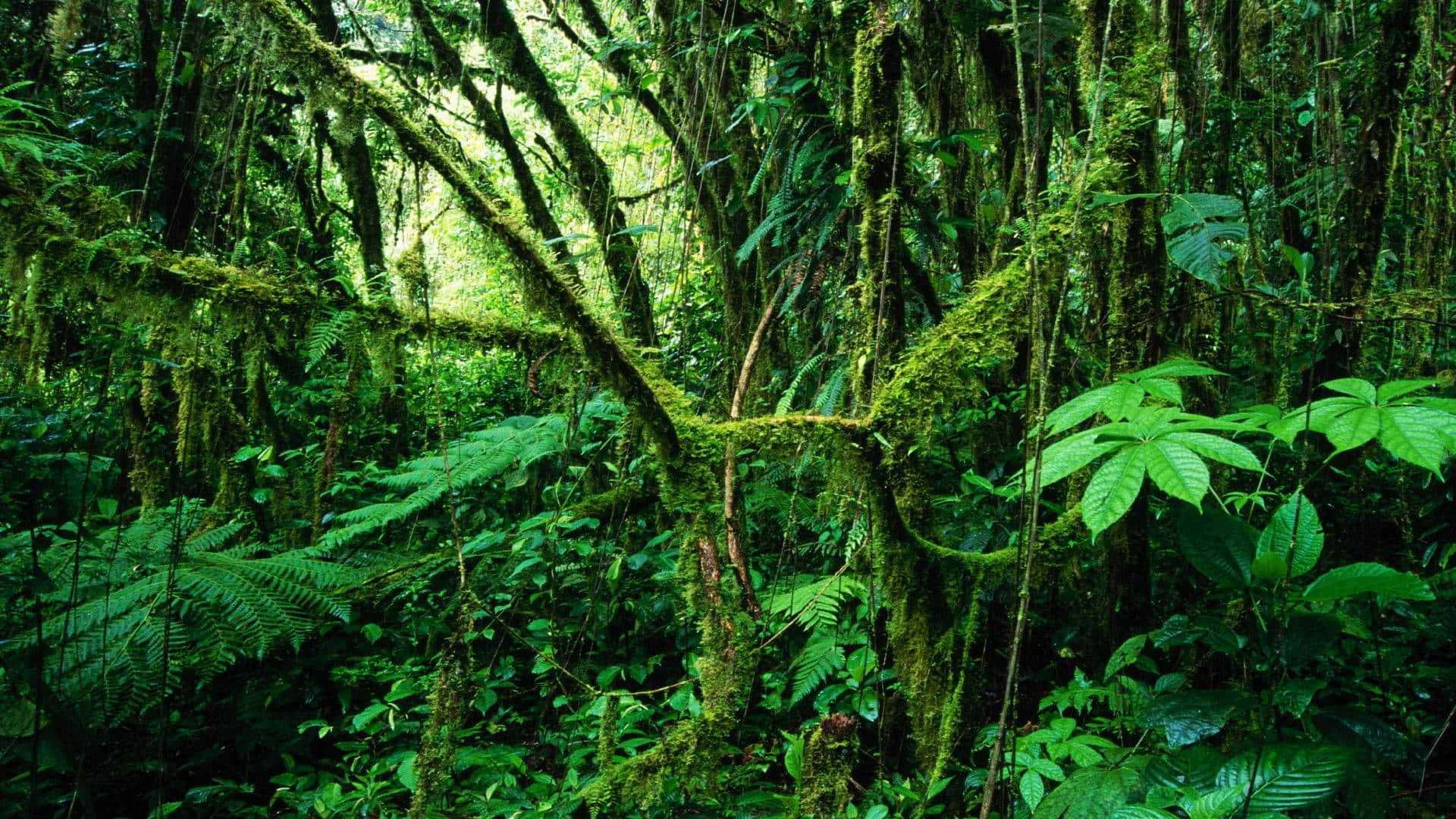 Jungle Desktop, tropical rainforest, moss-covered trees, Full HD Desktop Wallpaper